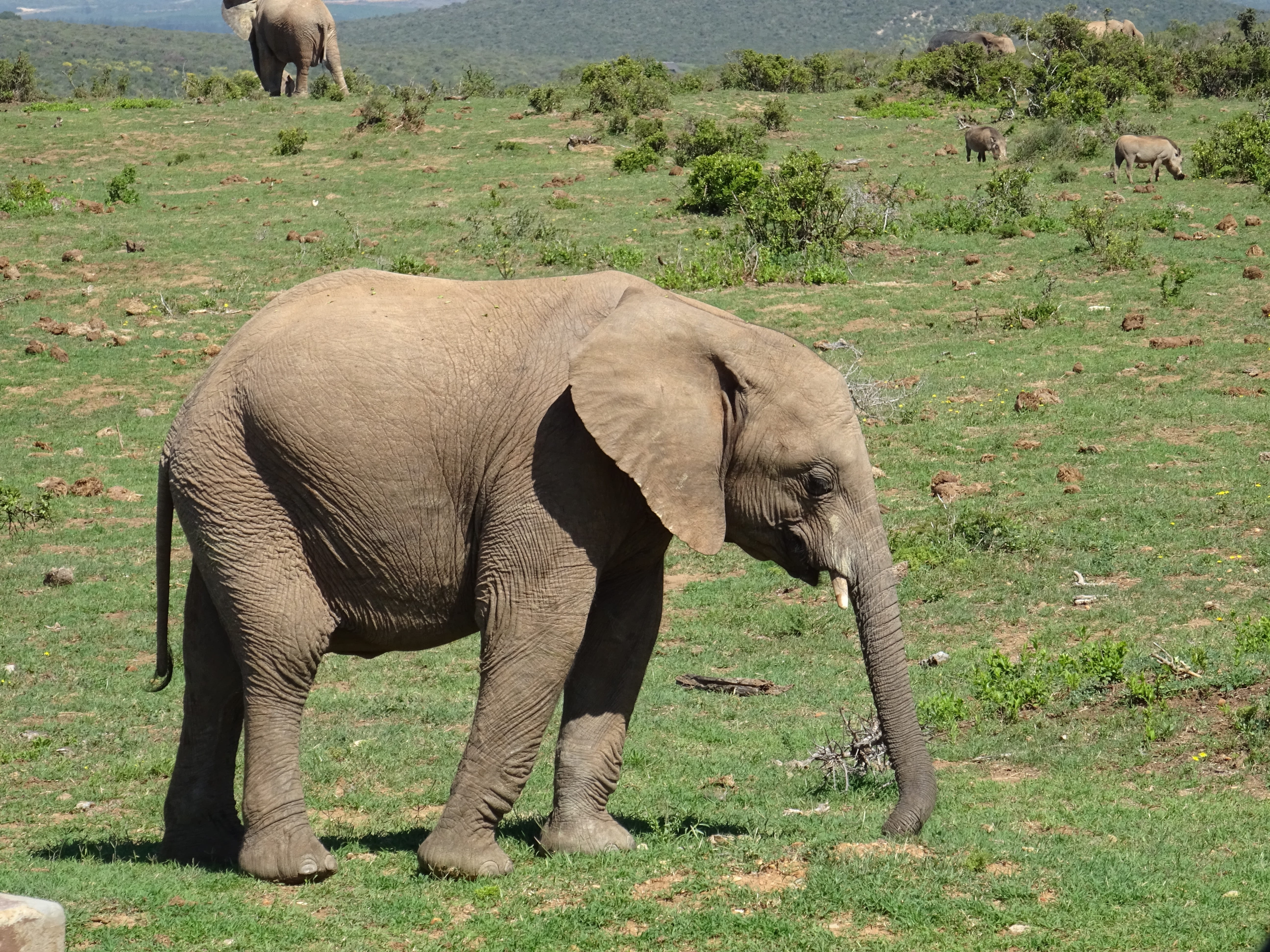 park, addo national park, one animal, pachyderm, vertebrate, land, african bush elephant, large, wild animals, 5K, waters, outdoors, animal family, animal wildlife, HD Wallpaper