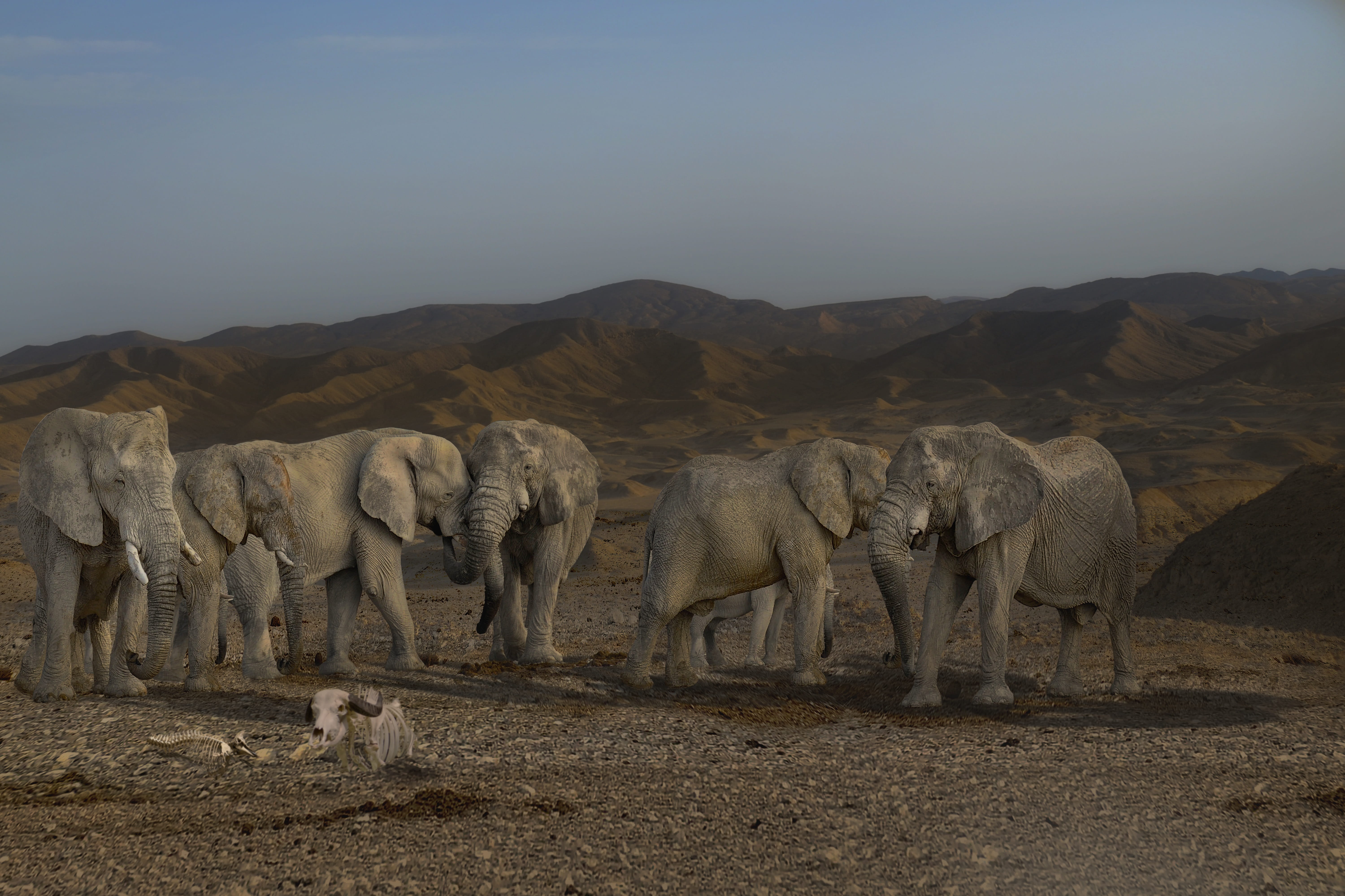 elephant boy, day, pachyderm, nature, environment, 5K, no people, animal themes, arid climate, group of animals, animal, clear sky, tusks, african bush elephant, HD Wallpaper