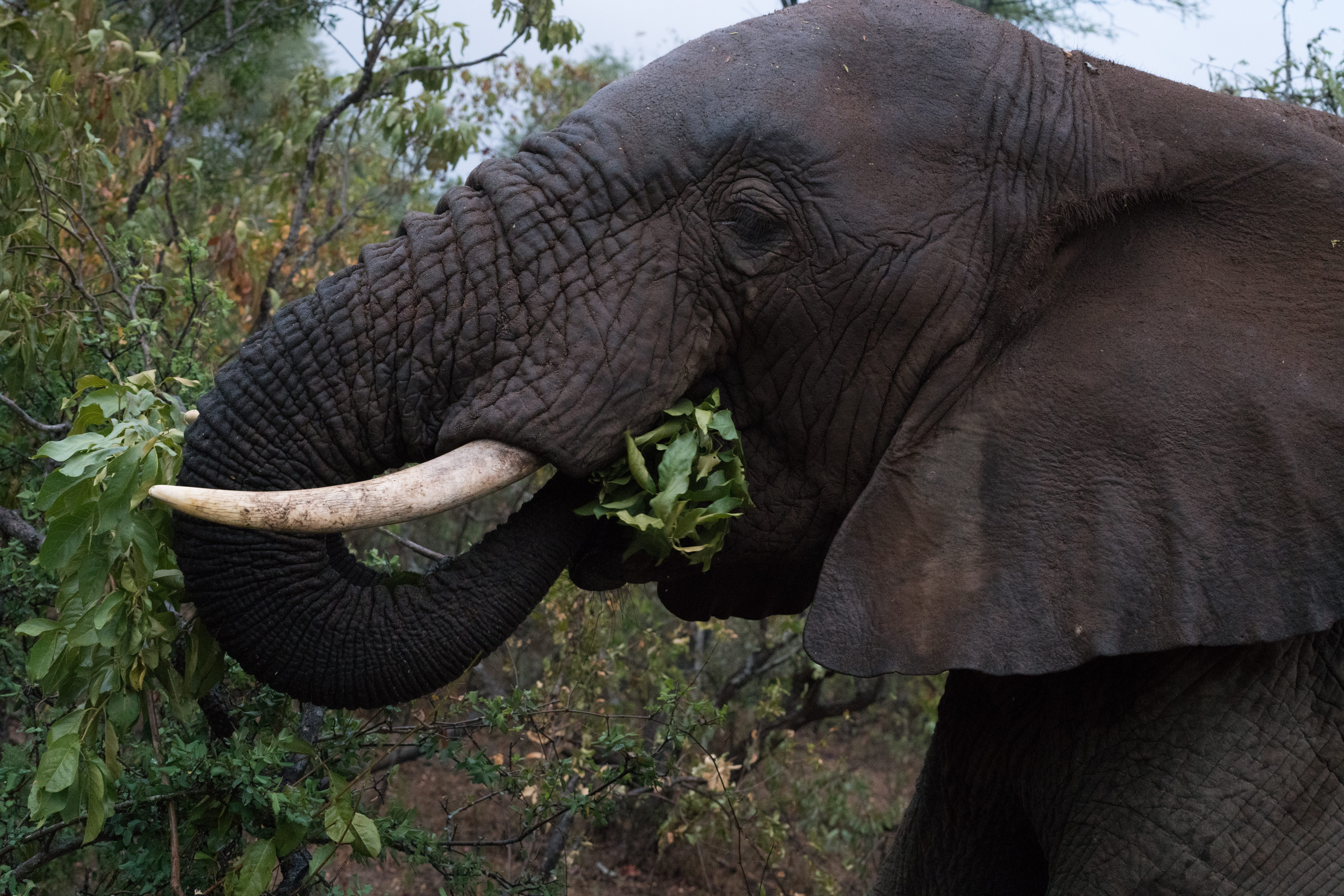 outdoors, animal body part, plant, animal head, kapama, african elephant, animal themes, elephant eating, kapama private game reserve, africa, animals in the wild, HD Wallpaper