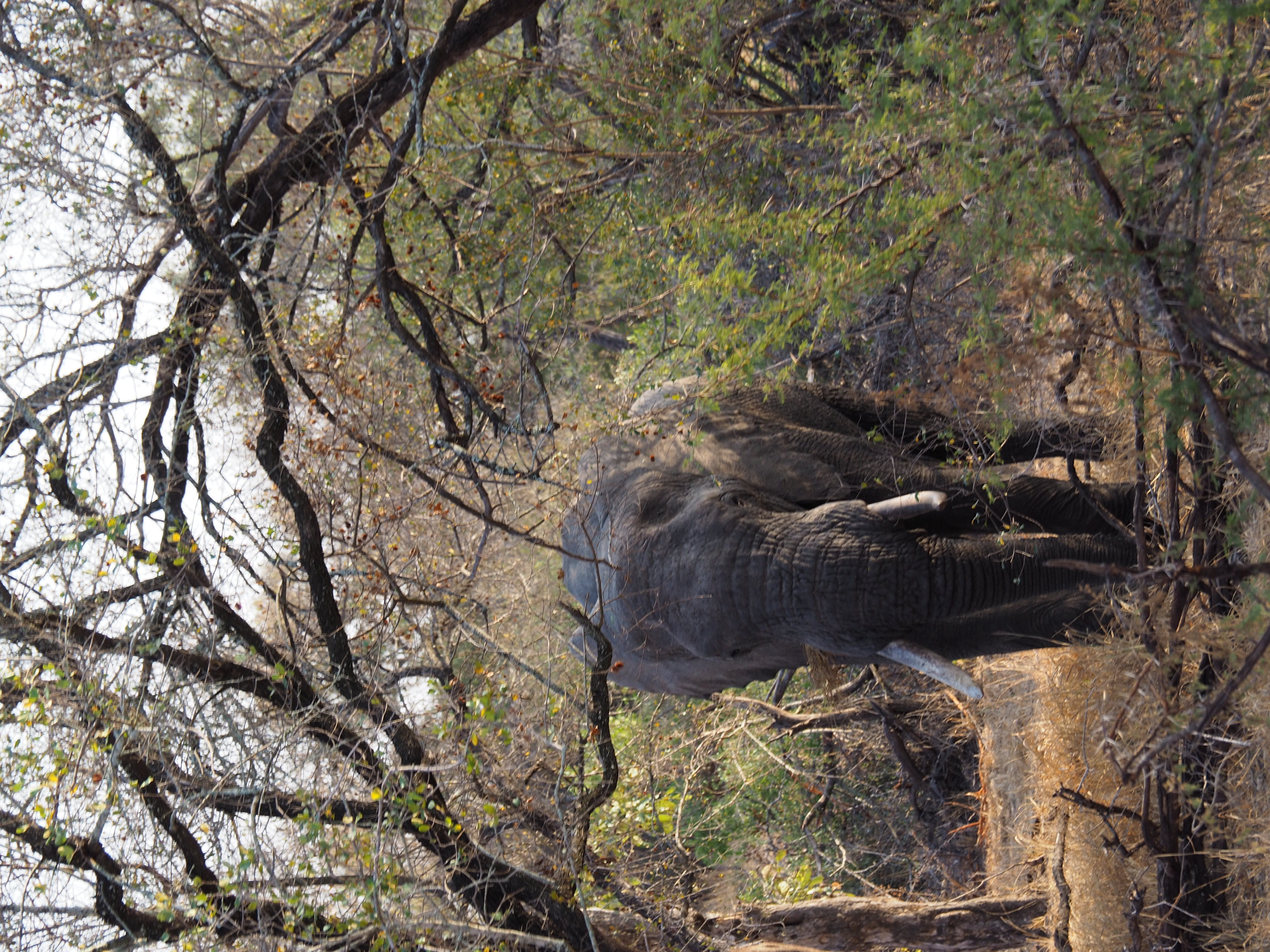 forest, mammal, Elephant, plant, outdoors, side view, Kruger, Savannah, animals in the wild, vertebrate, trunk, one animal, nature, South Africa, day, 4K, HD Wallpaper