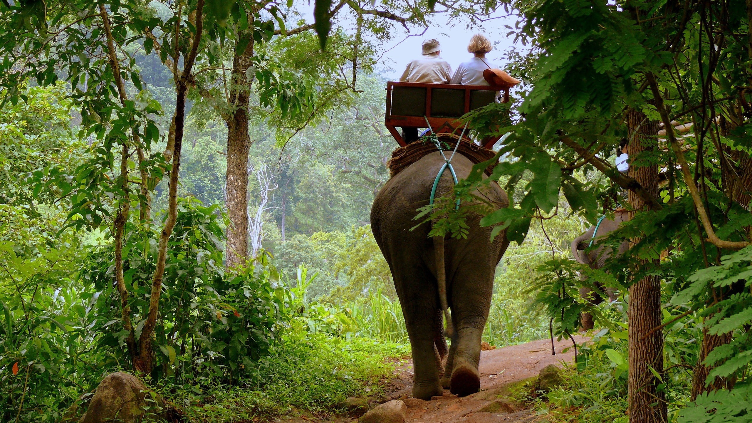 travel, nature, thailand, trees, animal themes, east Asian Culture, sri Lanka, driver, india, animals In The Wild, day, rear view, asia, tourist, plant, HD Wallpaper