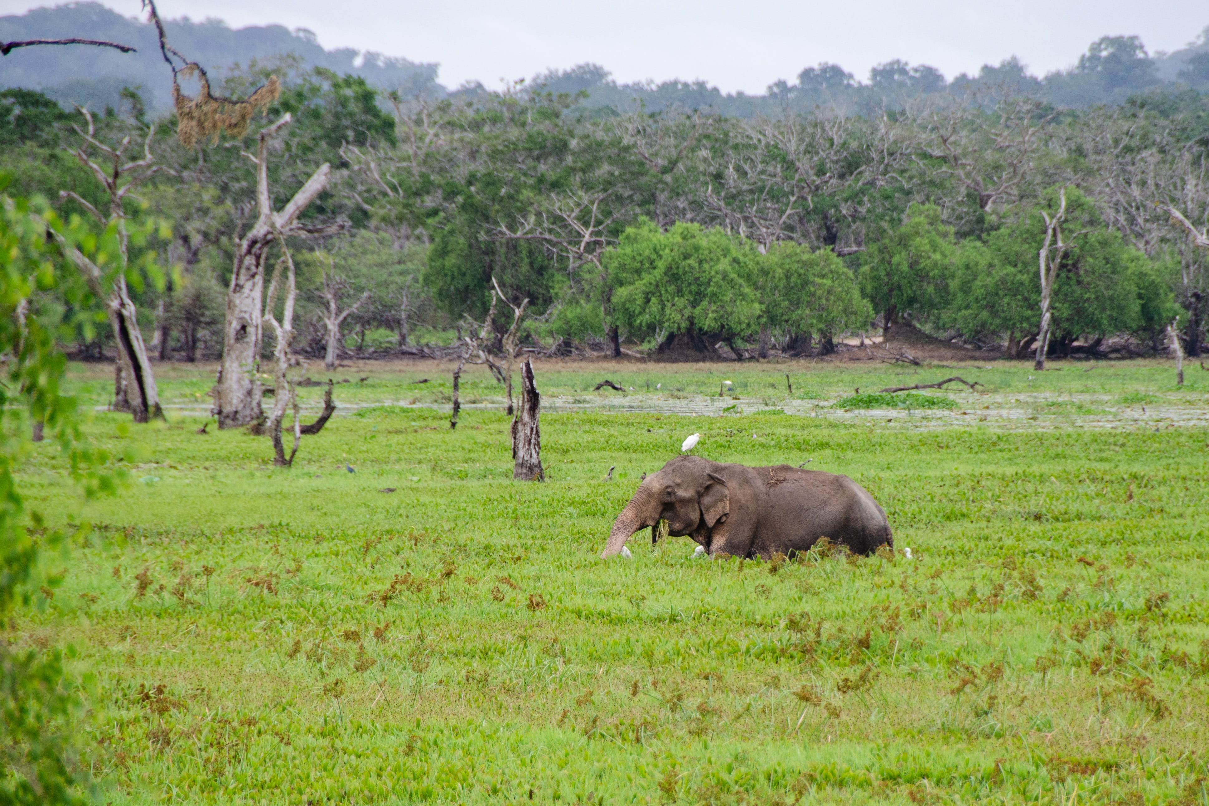 tree, day, green color, grass, landscape, outdoors, vertebrate, asian, mammal, herbivorous, one animal, no people, environment, plant, animal wildlife, HD Wallpaper