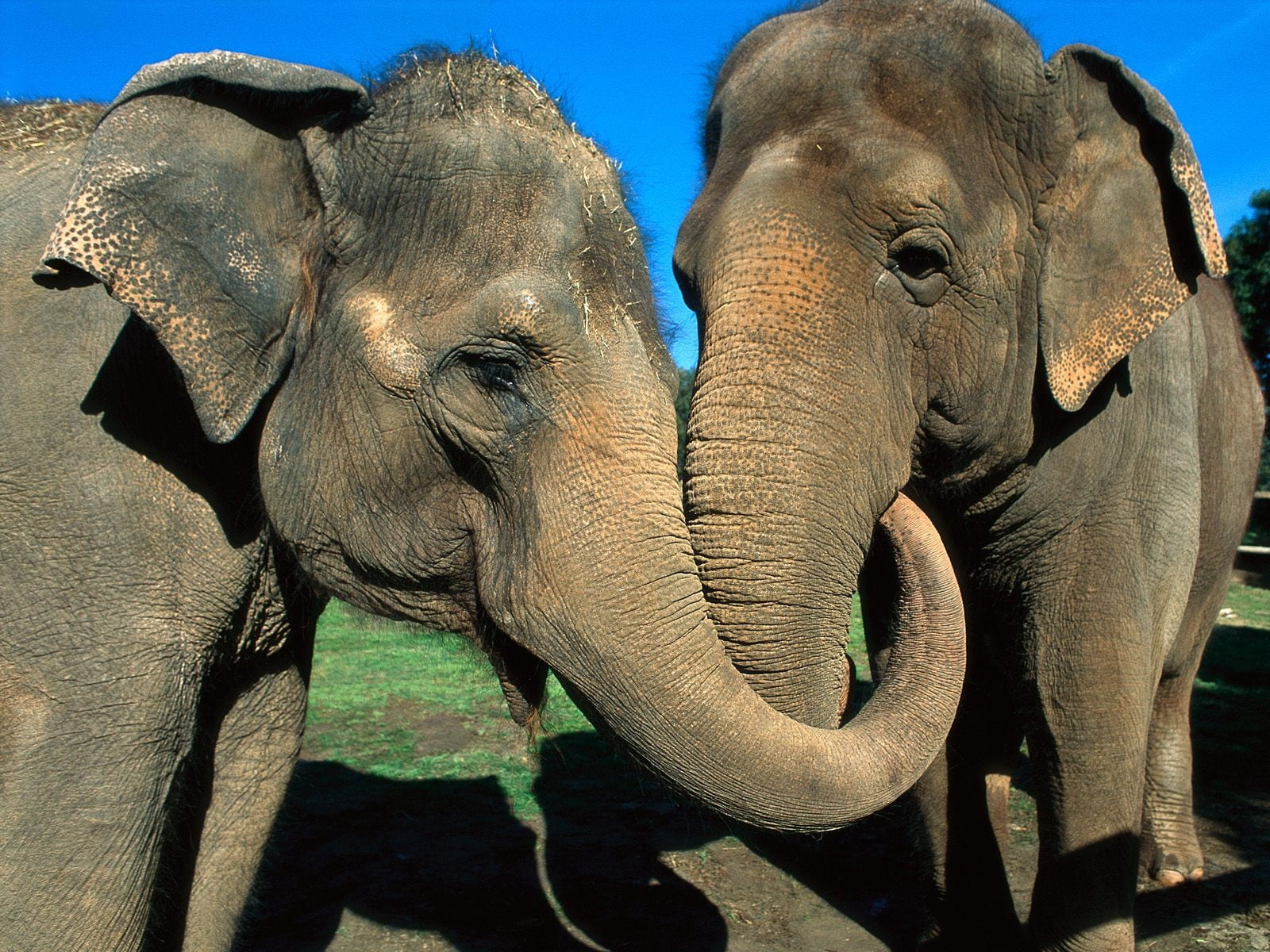 trunk, outdoors, large, family, nature, animal Trunk, wildlife, 720P, animals In The Wild, endangered Species, no people, herbivorous, day, animal family, HD Wallpaper
