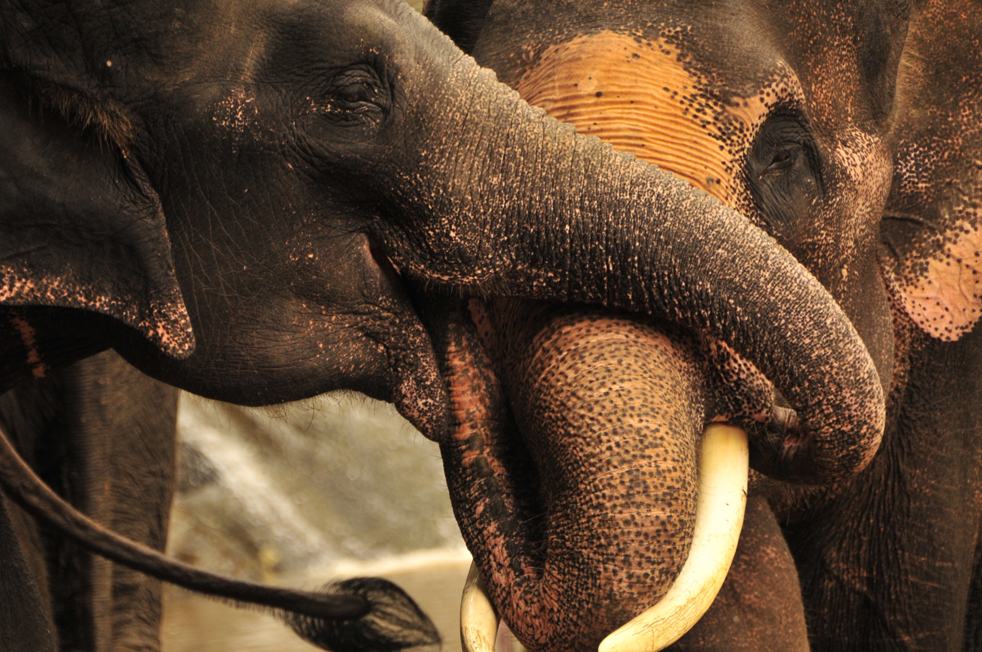 day, holding, together, animal body part, tusk, no people, vertebrate, focus on foreground, herbivorous, animal Trunk, nose, mammal, elephant, outdoors, HD Wallpaper