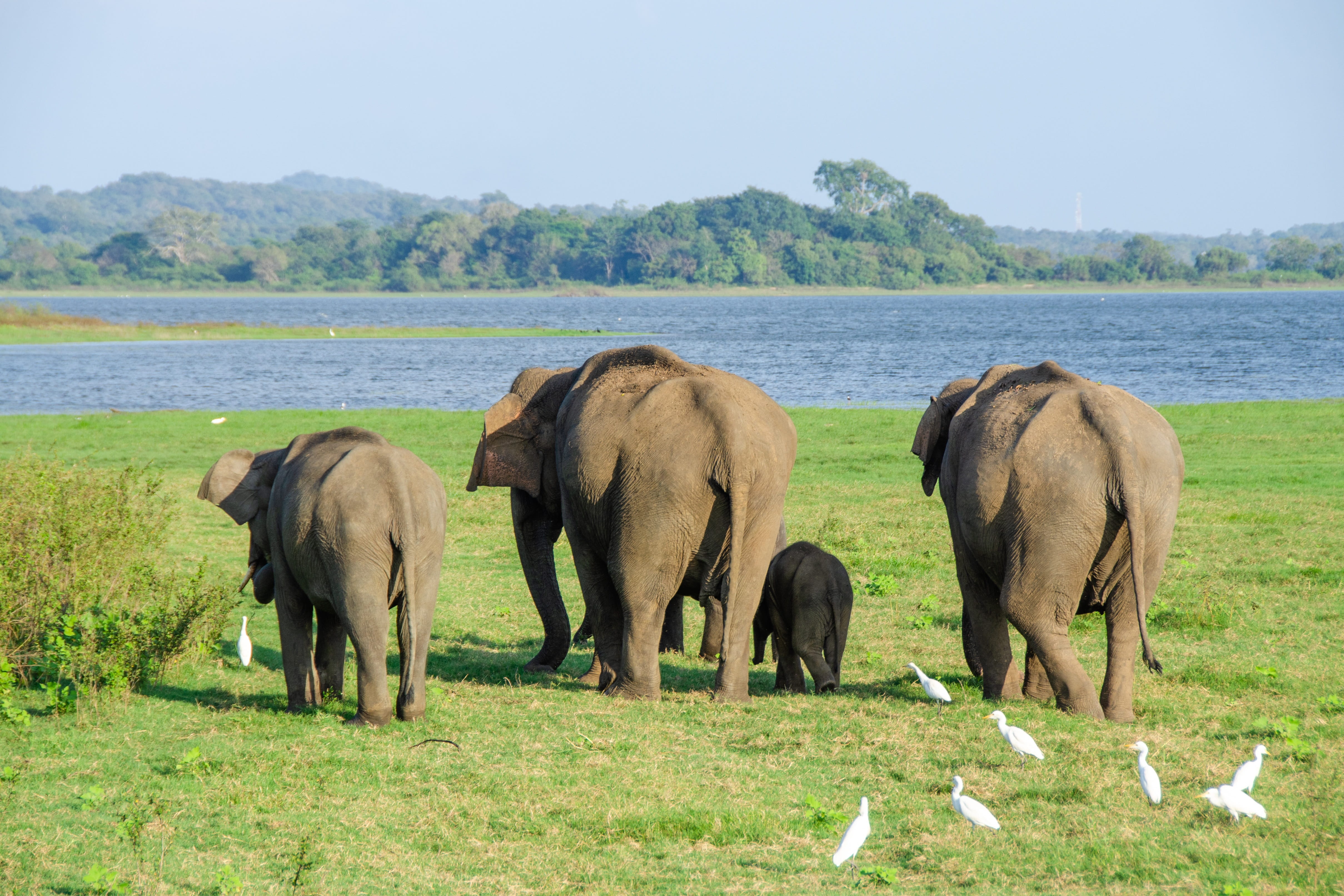 animal family, backside, herbivorous, day, wild, grass, asian elephant, 4K, no people, green color, elephant, group of animals, outdoors, beauty in nature, HD Wallpaper
