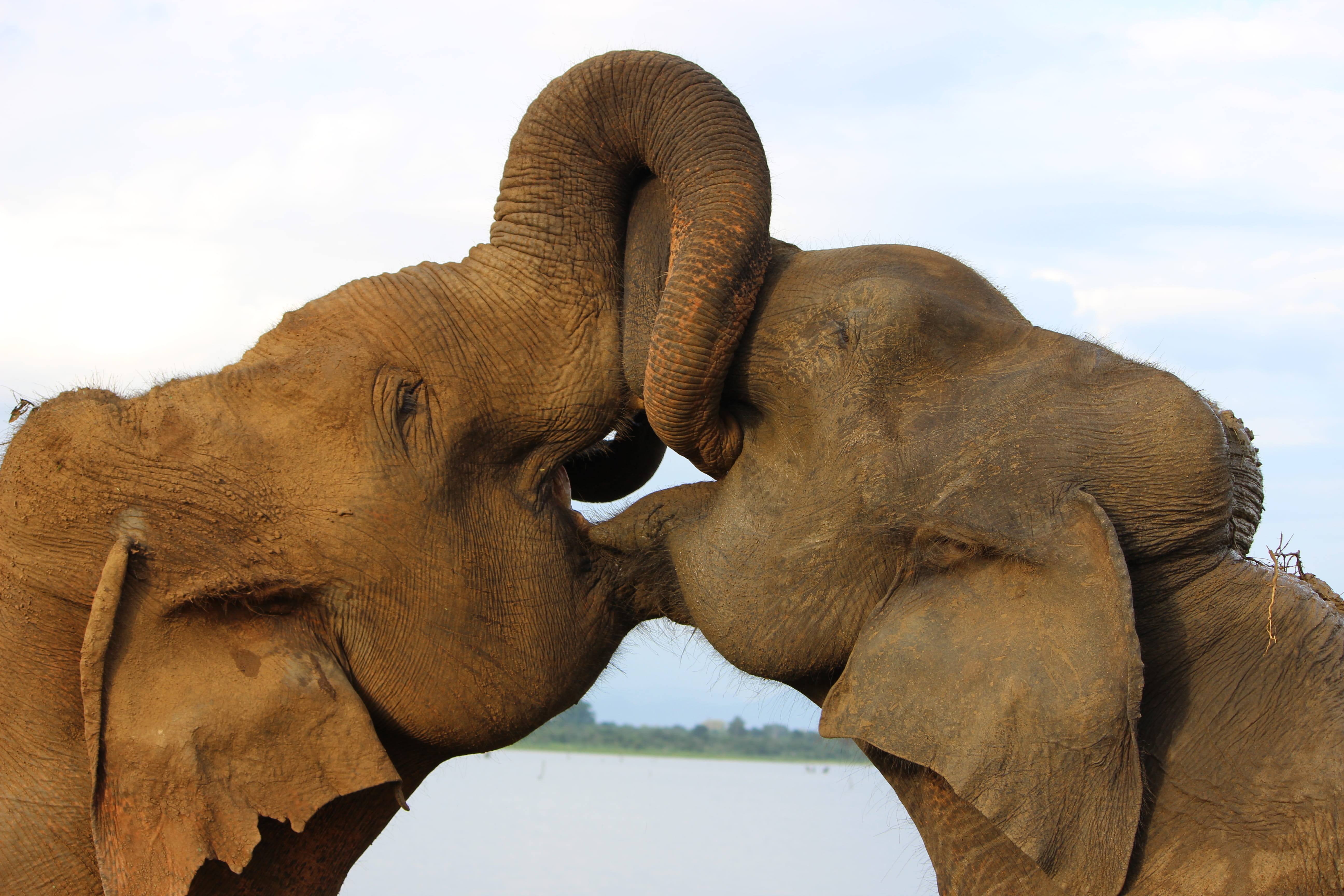 body, domestic animals, sky, mammal, animal mouth, two, two animals, galle, vertebrate, close-up, brown, elephants, animal head, animal wildlife, contest, HD Wallpaper