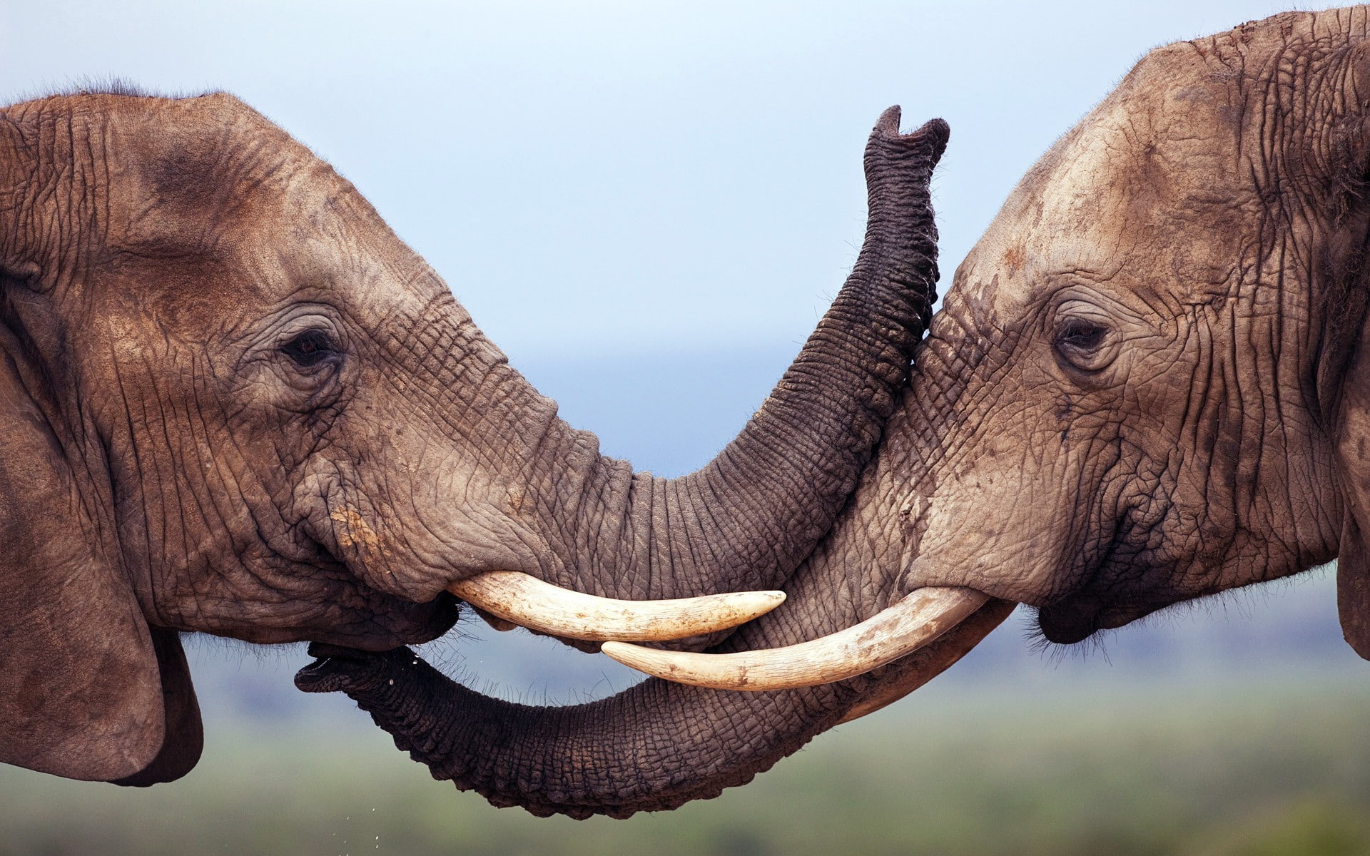 animal themes, one animal, tusk, animal wildlife, nature, 1080P, african elephant, herd, vertebrate, asian elephant, outdoors, day, nature animals wildlife elephants, HD Wallpaper