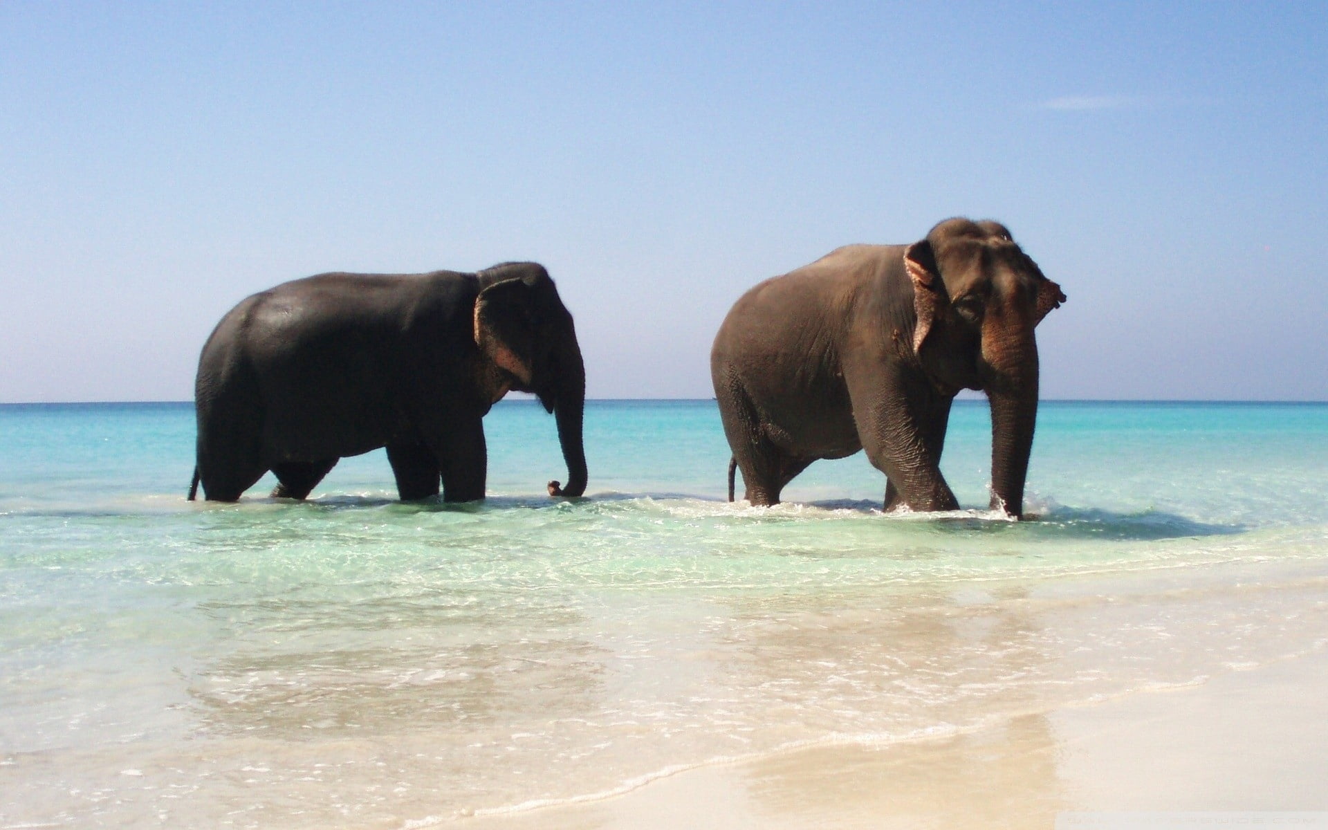 animal, animal wildlife, asian elephant, walking, day, sky, animals And Pets, mammal, summer, group of animals, outdoors, horizon over water, tropical Climate, HD Wallpaper