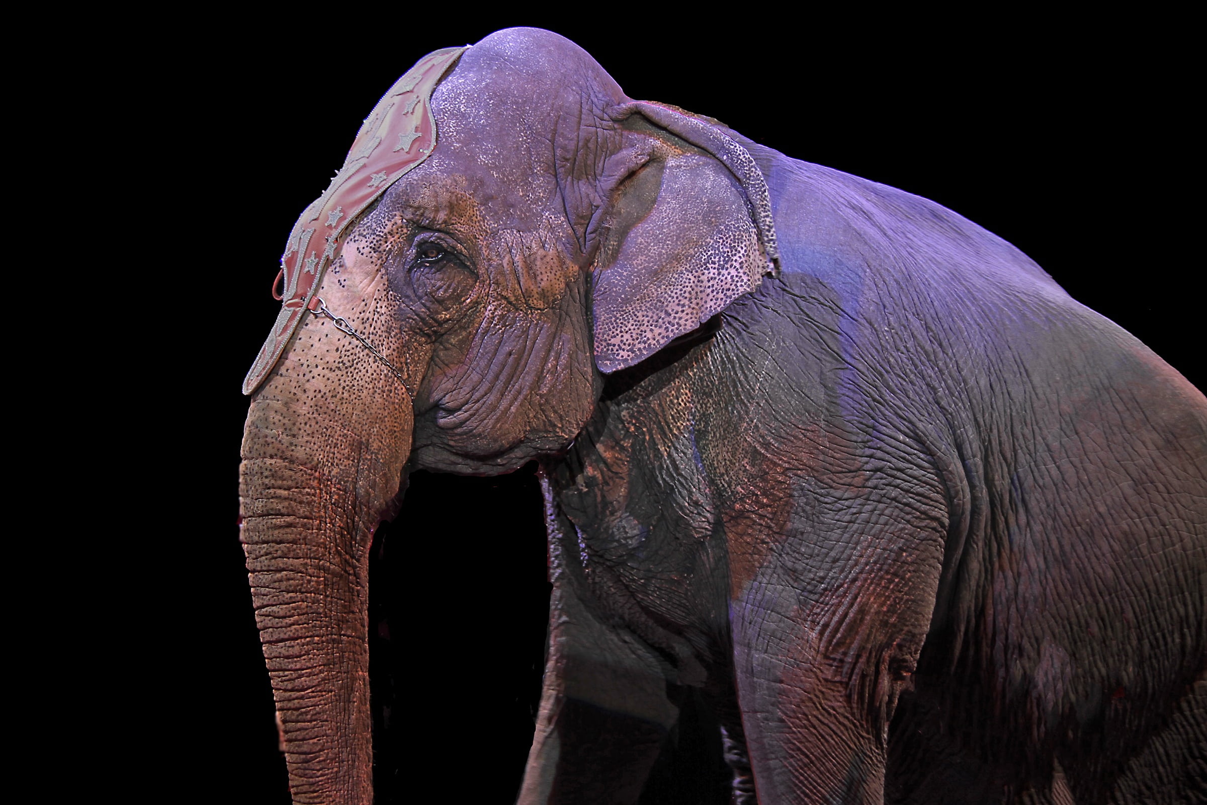 wall, asian elephant, studio shot, animal body part, one animal, animal eye, profile view, indian elephant, mammal, black background, vertebrate, wildlife, HD Wallpaper