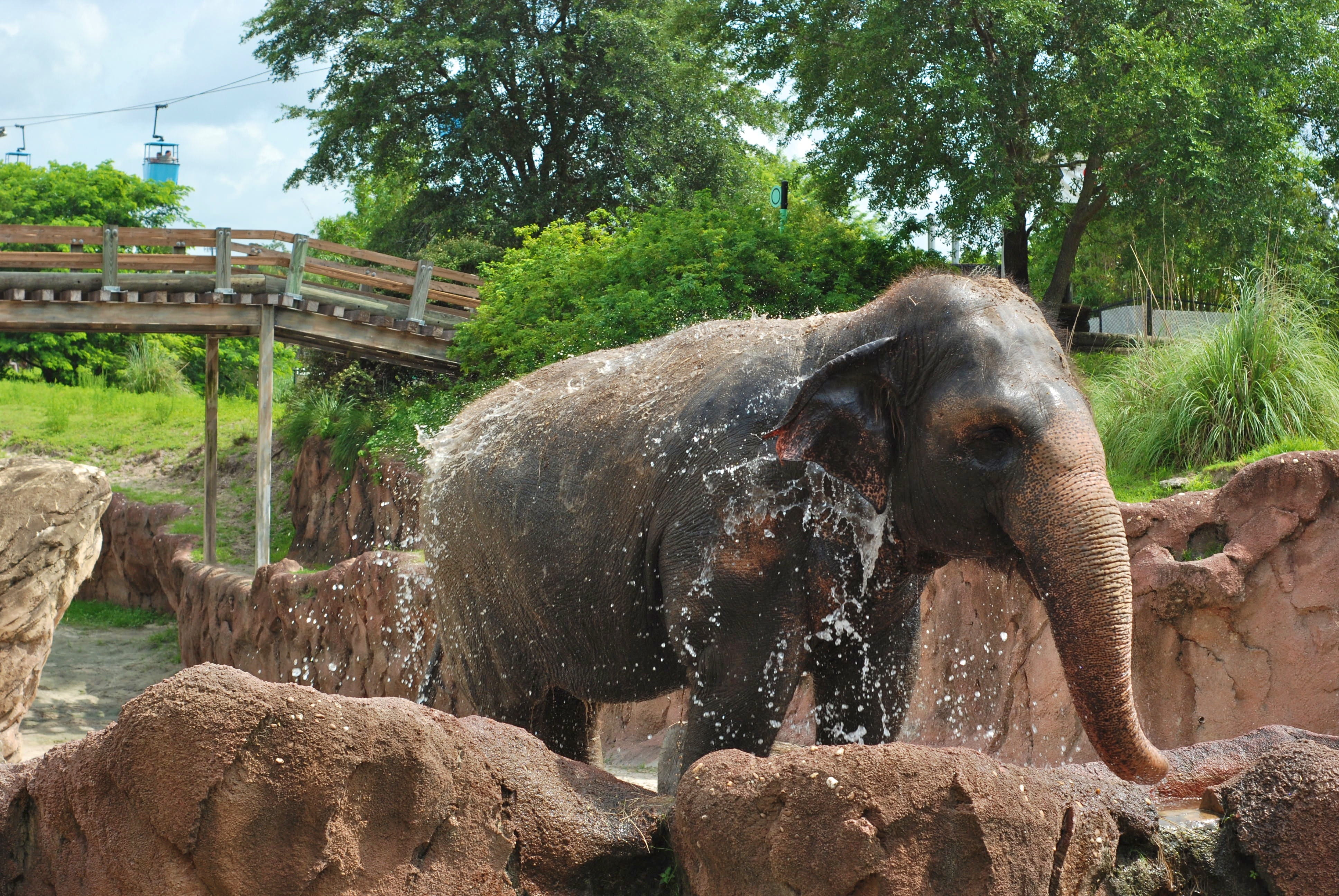 species, vertebrate, spraying, tree, asian elephant, herbivorous, wildlife, trunk, wild, zoology, water, animals in the wild, nature, animal, baby, environment, HD Wallpaper