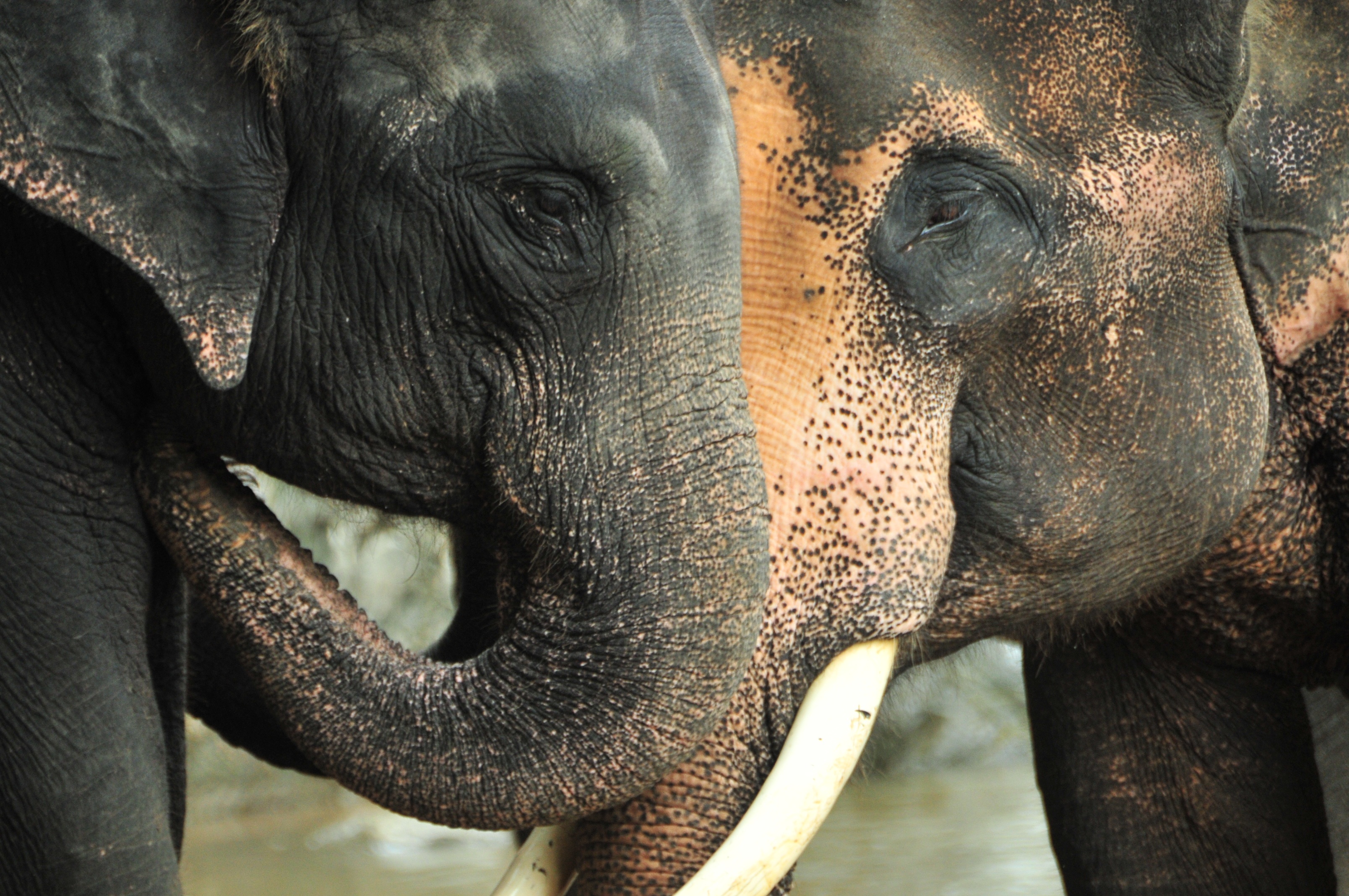 indian elephant, trunks, tusk, asian elephant, thailand, vertebrate, animals in the wild, herbivorous, focus on foreground, nature, animal themes, day, HD Wallpaper