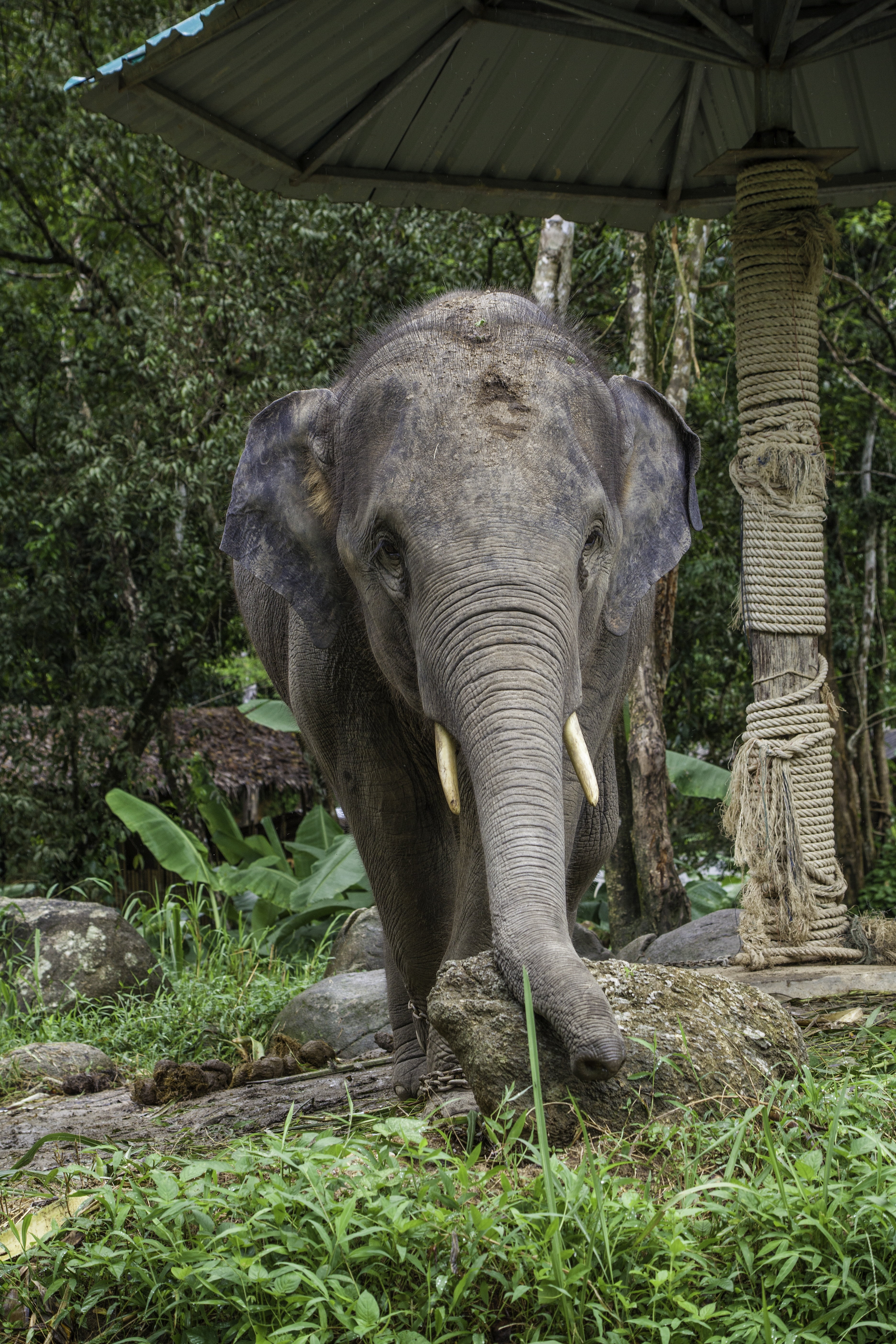 forest, land, nature, herbivorous, animal themes, animals, tree, phang-nga, animals in the wild, day, no people, elephant, animal body part, field, one animal, Phone HD Wallpaper