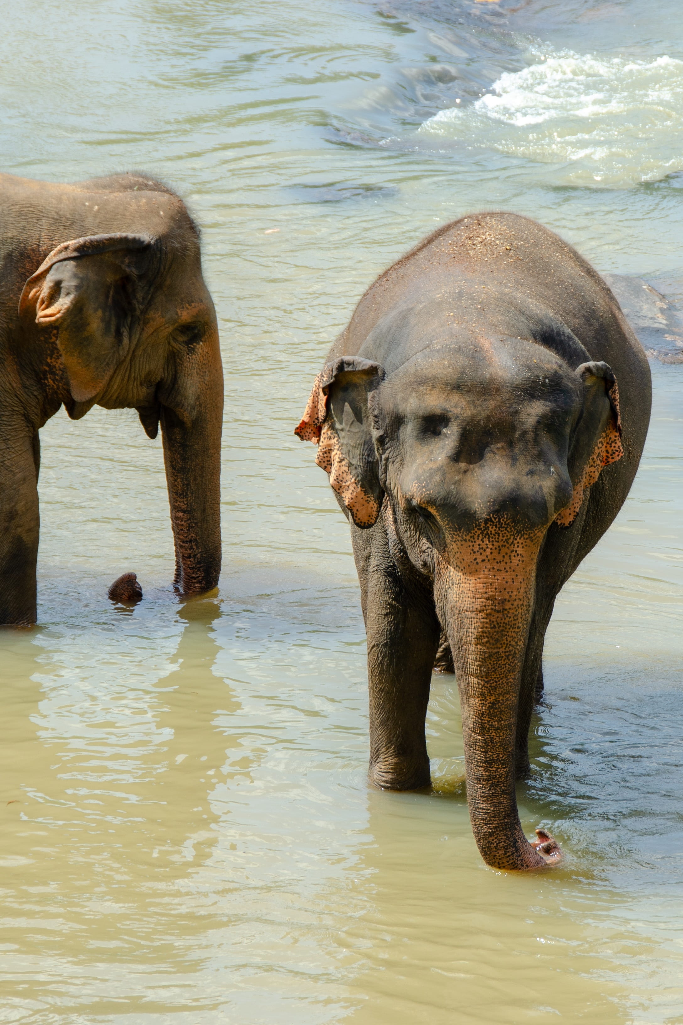 elephant, animals in the wild, sri lankan elephant, two animals, asian elephant, domestic animals, group of animals, wildlife, vertebrate, animal trunk, Phone HD Wallpaper