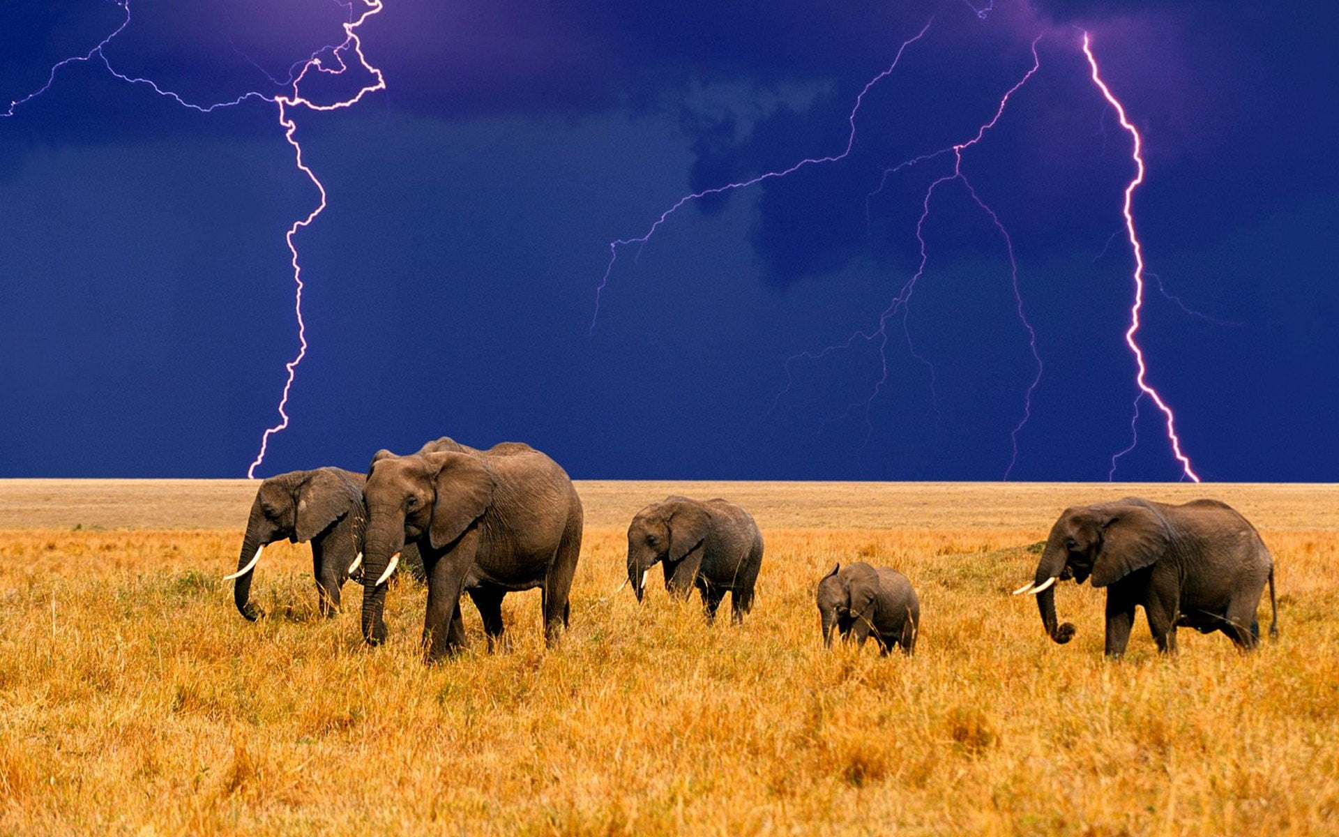 animal wildlife, power in nature, beauty in nature, grey, animals in the wild, sky, cloud - sky, lightning, mammal, animal family, african elephant, animals, HD Wallpaper