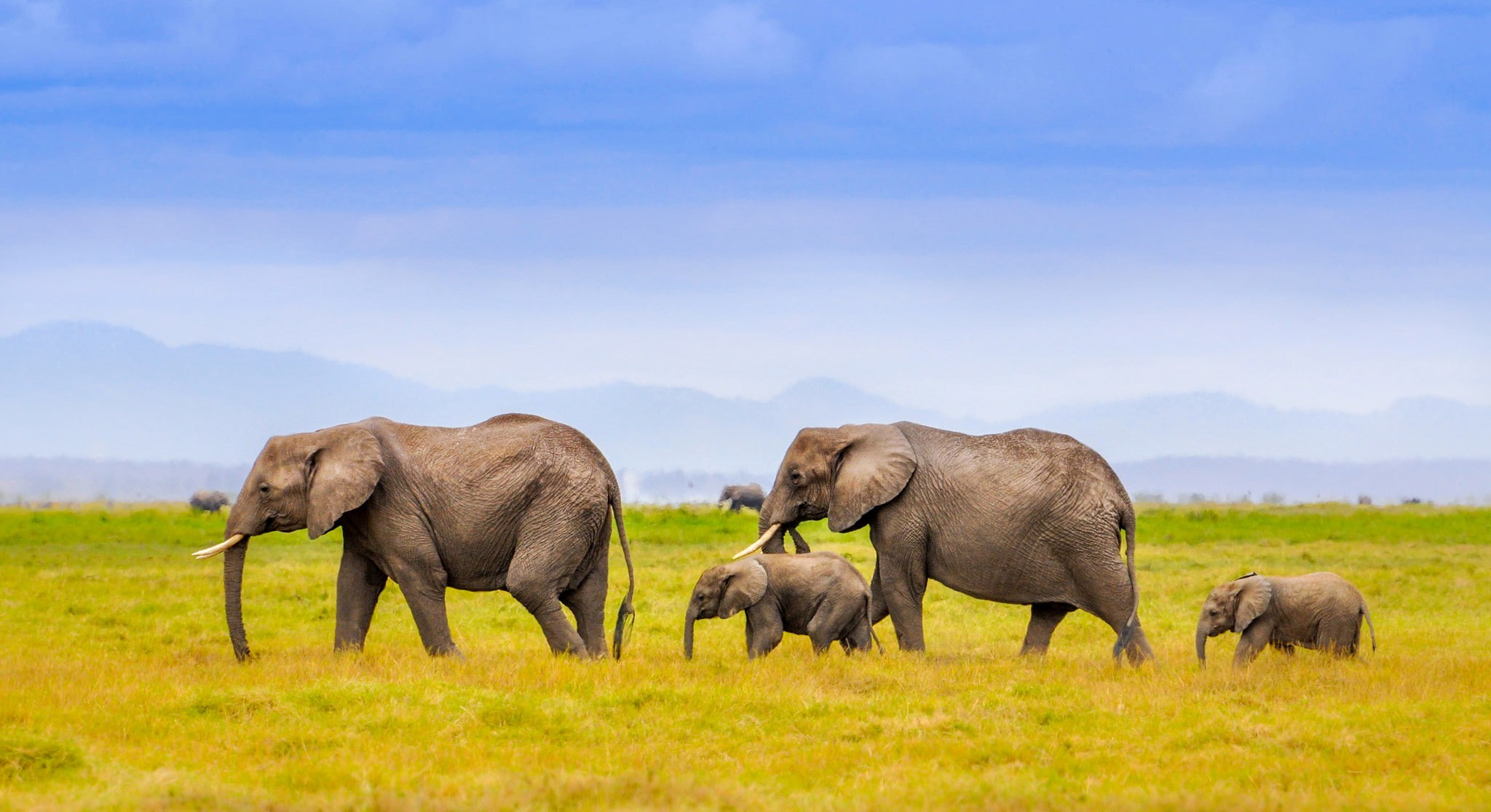 africa, mountains, elephants, family, landscape, 1080P, HD Wallpaper