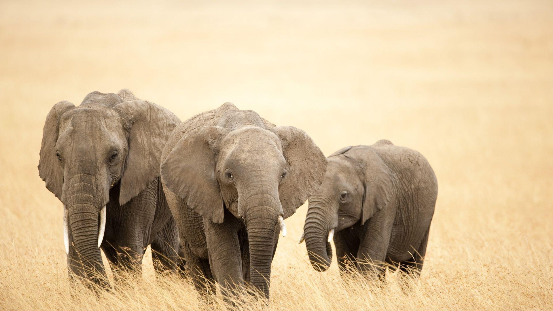elephant, 1920x1080, calf, 1080P, calves, animals, HD Wallpaper