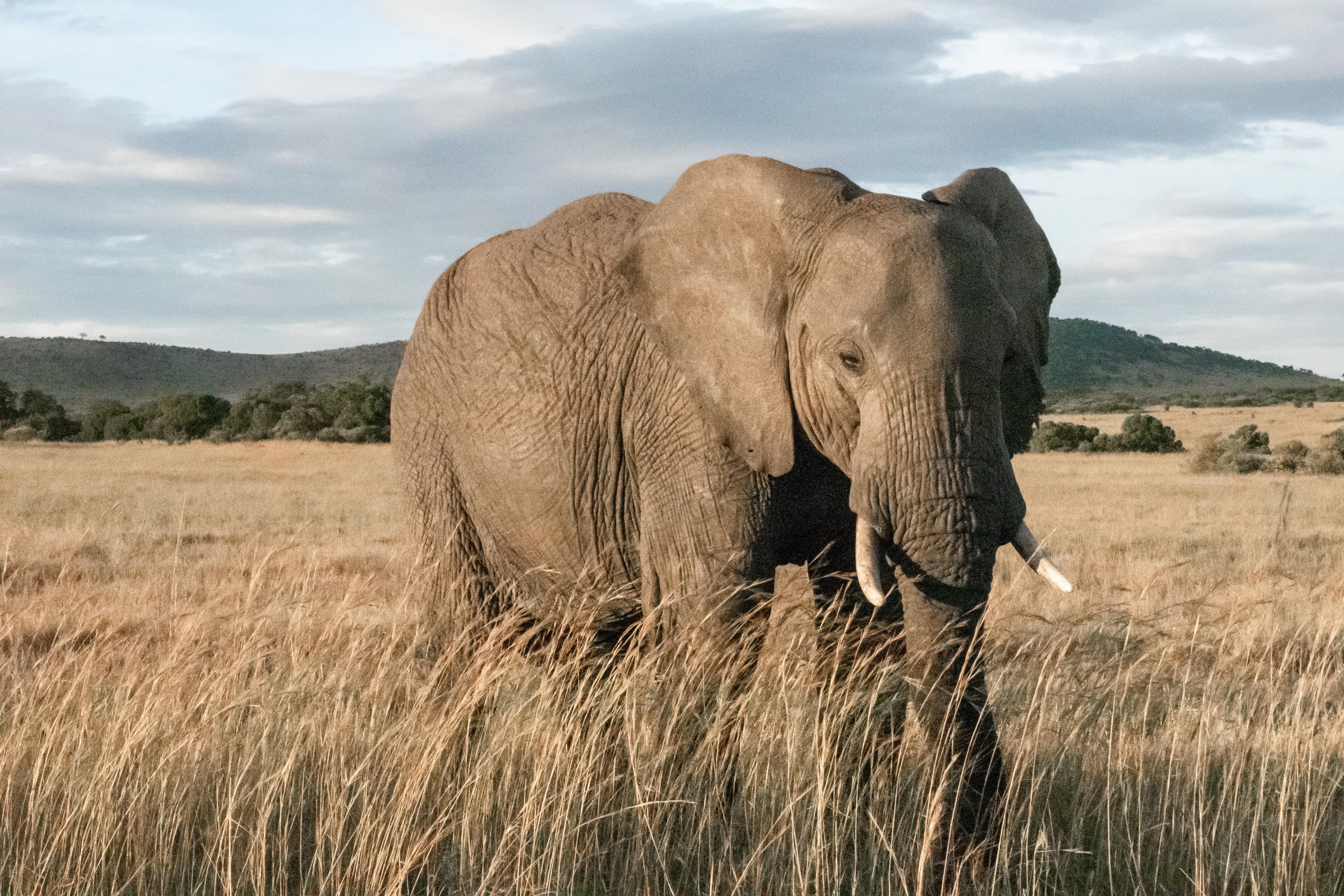 elcarito, animal, vertebrate, animal trunk, outdoors, tusk, maasai mara, wild, wildlife, herbivorous, 5K, day, animal wildlife, animal themes, adult, elephant, HD Wallpaper
