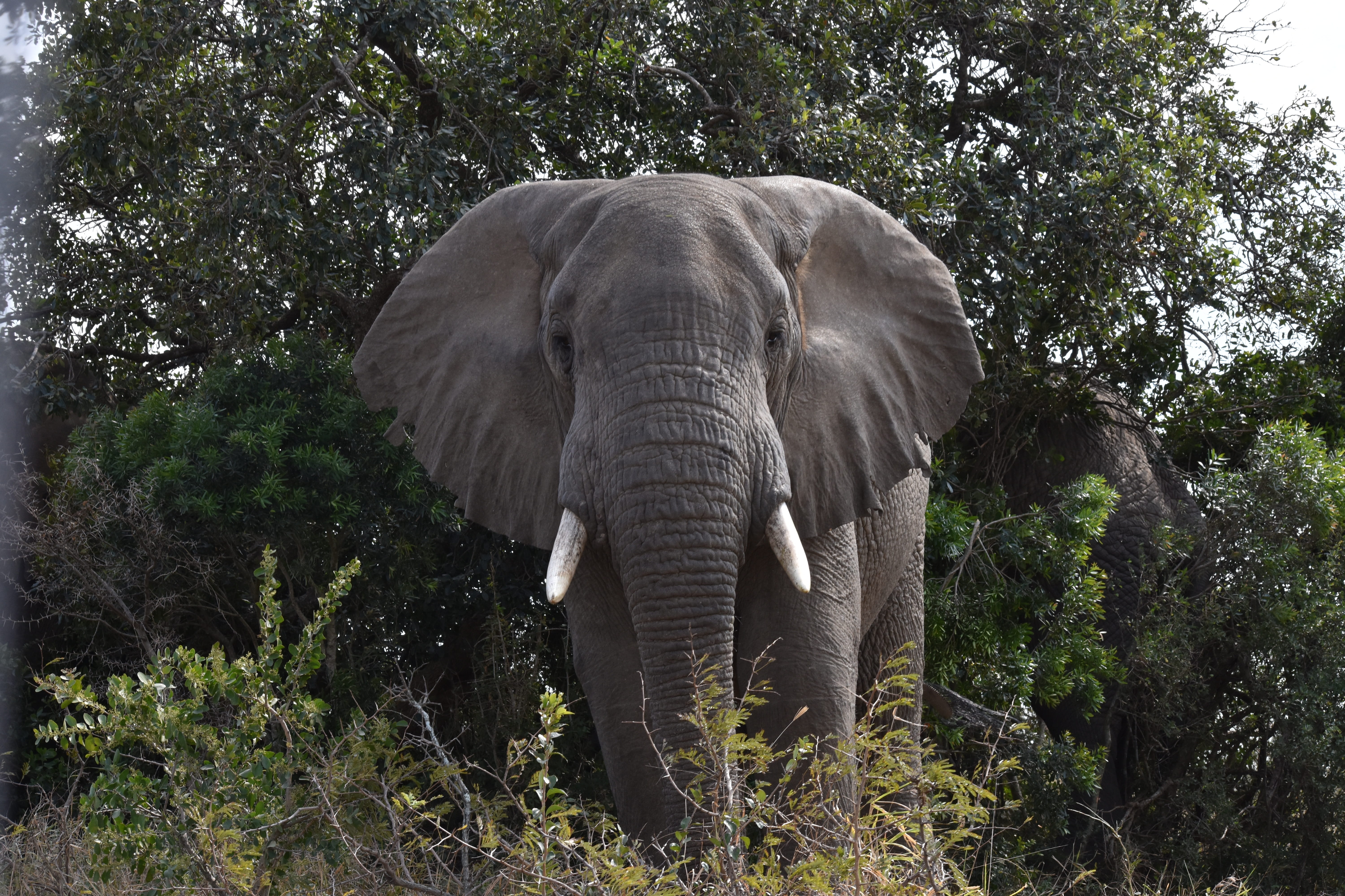 mammal, five, wild, animals in the wild, tusk, reserve, safari, no people, grass, one animal, animal body part, south-africa, tree, 5K, animal wildlife, HD Wallpaper