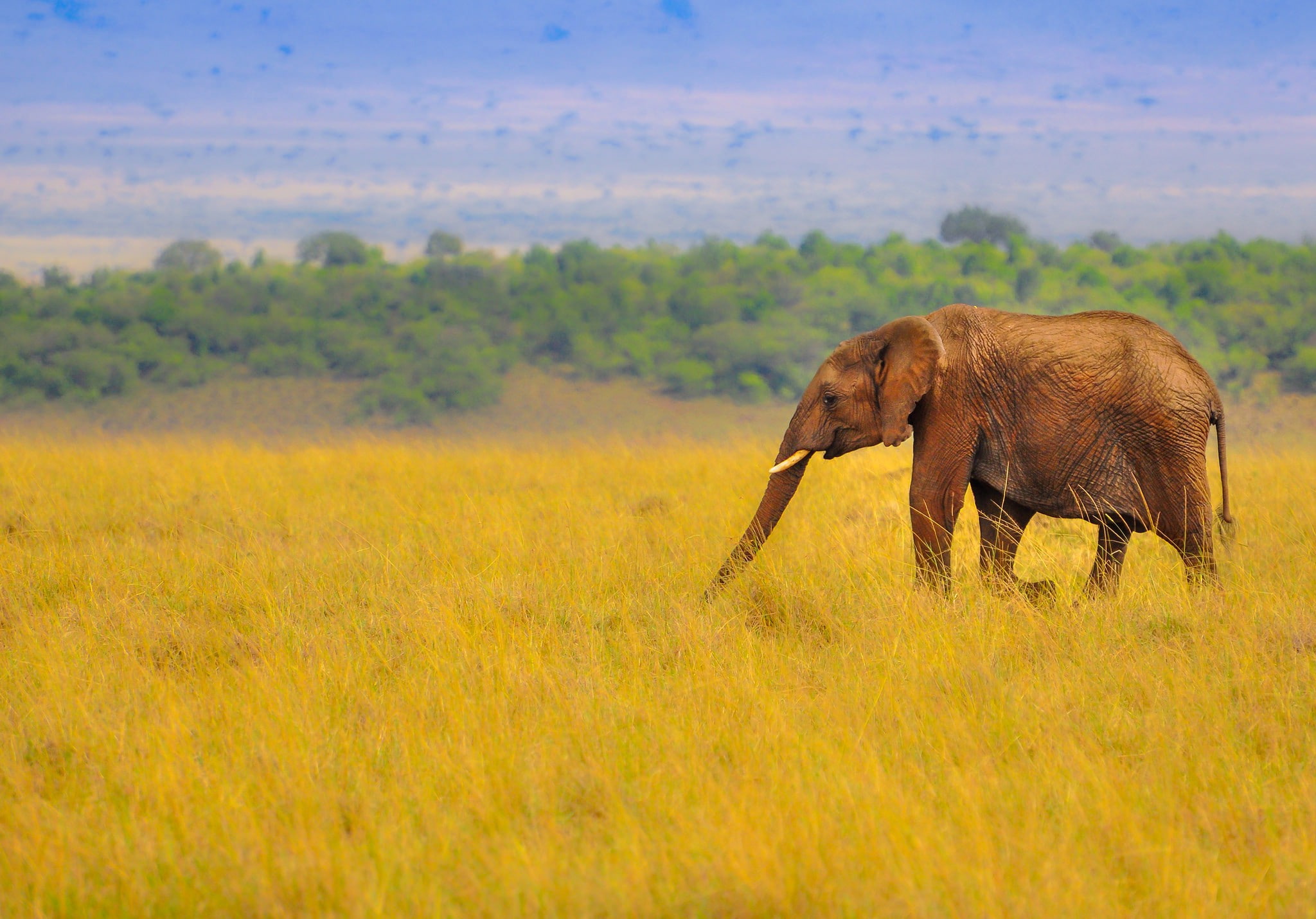 savanna, nature, africa, brown, 1080P, elephant, grass, HD Wallpaper