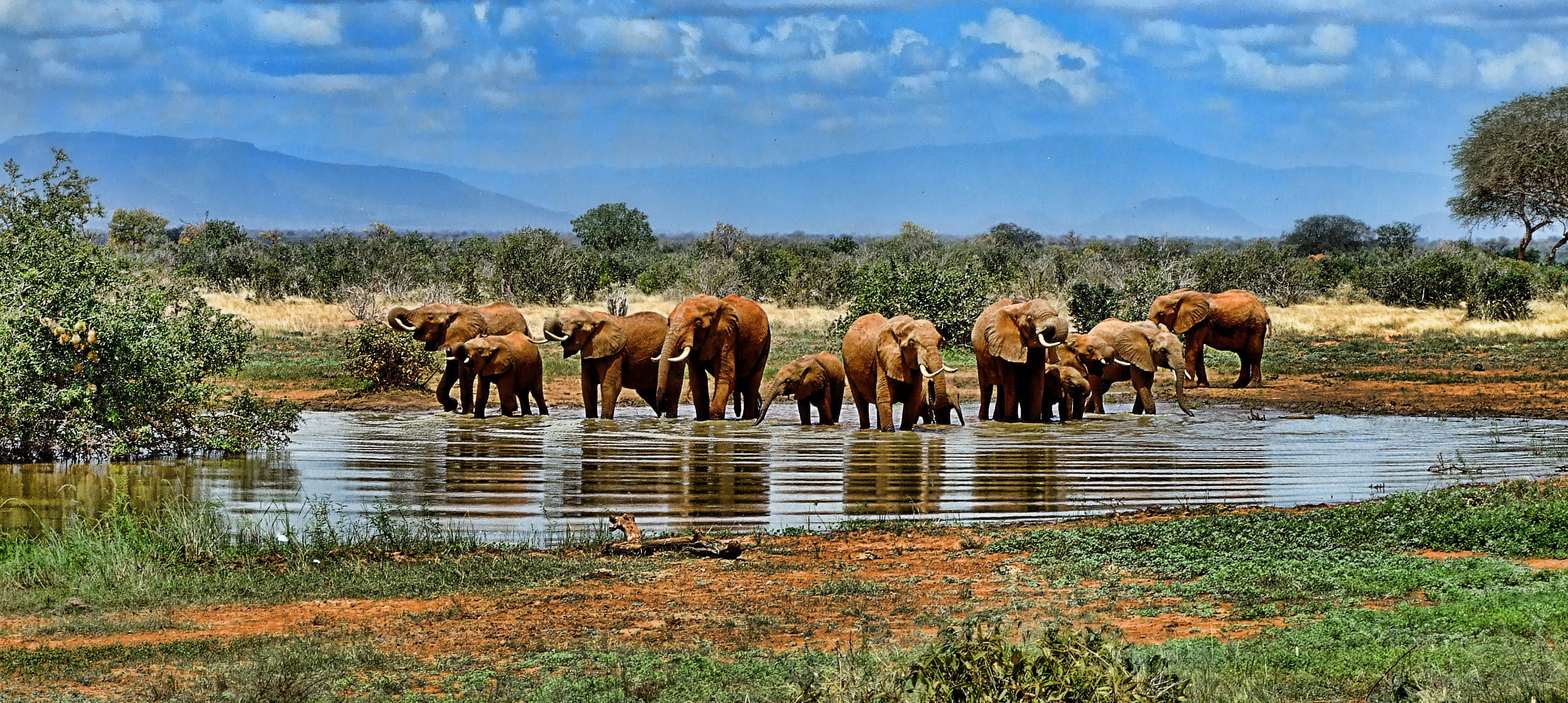 animals In The Wild, animal family, animal world, water hole, elephant, herd, nature, no people, elephants, drinking, outdoors, lake, africa, body, day, HD Wallpaper