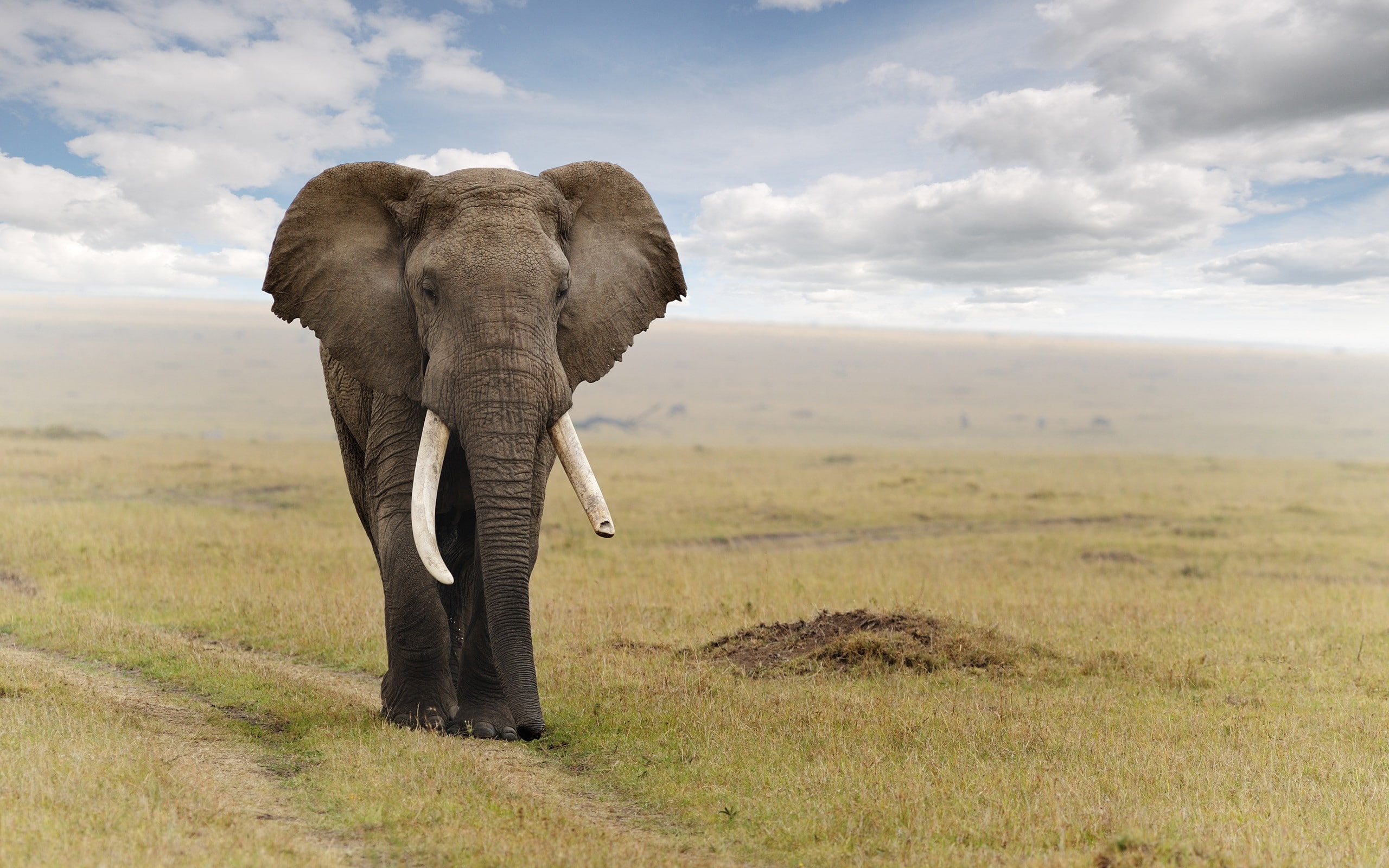 elephant, 2K, animals, HD Wallpaper