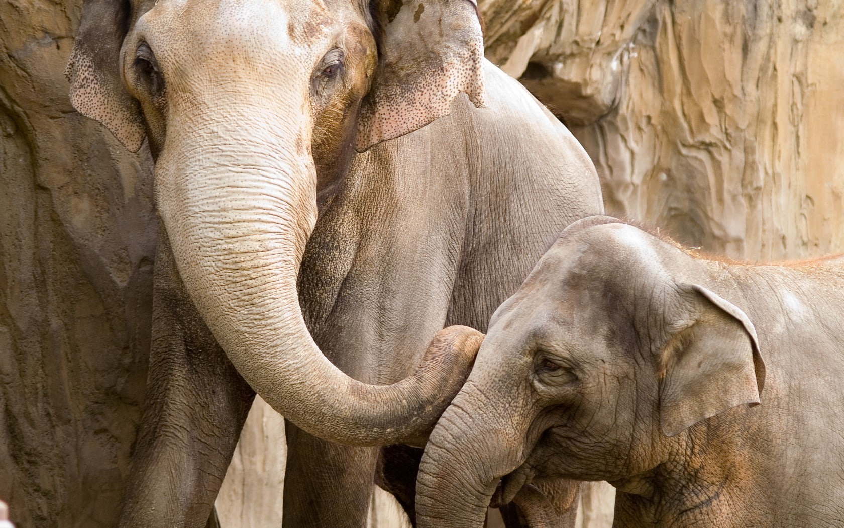nature, 720P, animals, wildlife, elephant, HD Wallpaper