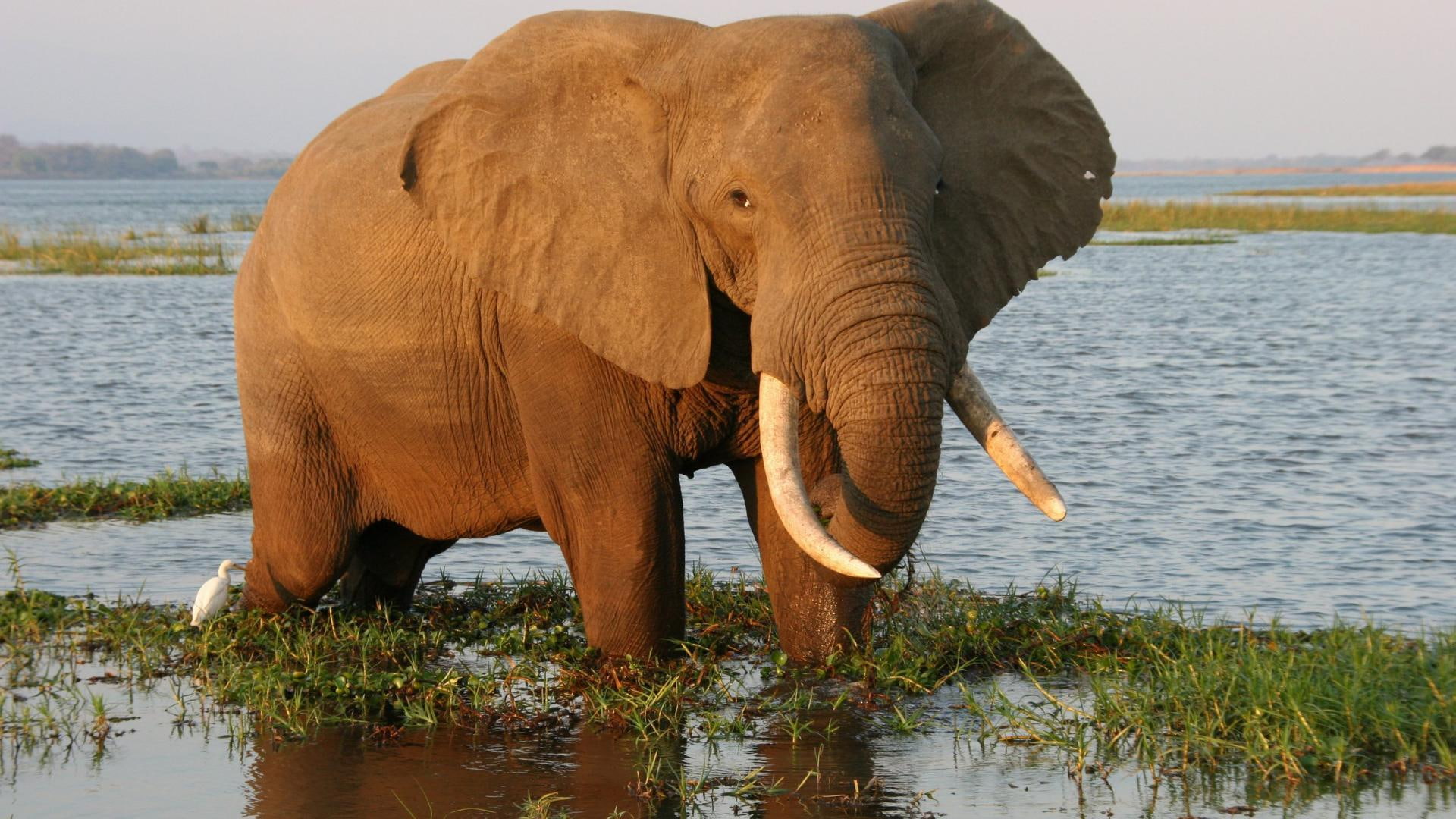 wild, elephant, park, pools, nature, water, zambezi, zimbabwe, animals, 1080P, national park, mana, HD Wallpaper