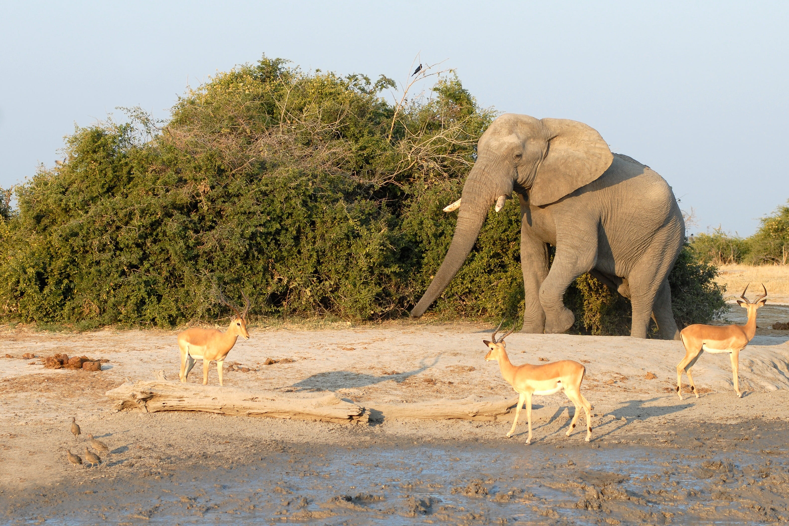 sunlight, safari animals, sand, Water Hole, plant, mammal, walking, no people, land, 2K, vertebrate, animal, Elephant, Botswana, herd, climate, nature, HD Wallpaper