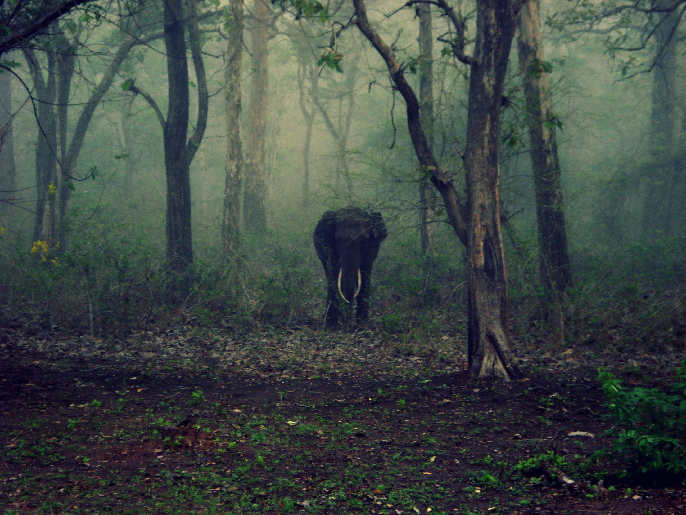 india, landscape, safari, tree, 2K, animal, plant, wildlife, no people, nature, national park, vertebrate, morning, animals In The Wild, herbivorous, animal wildlife, HD Wallpaper