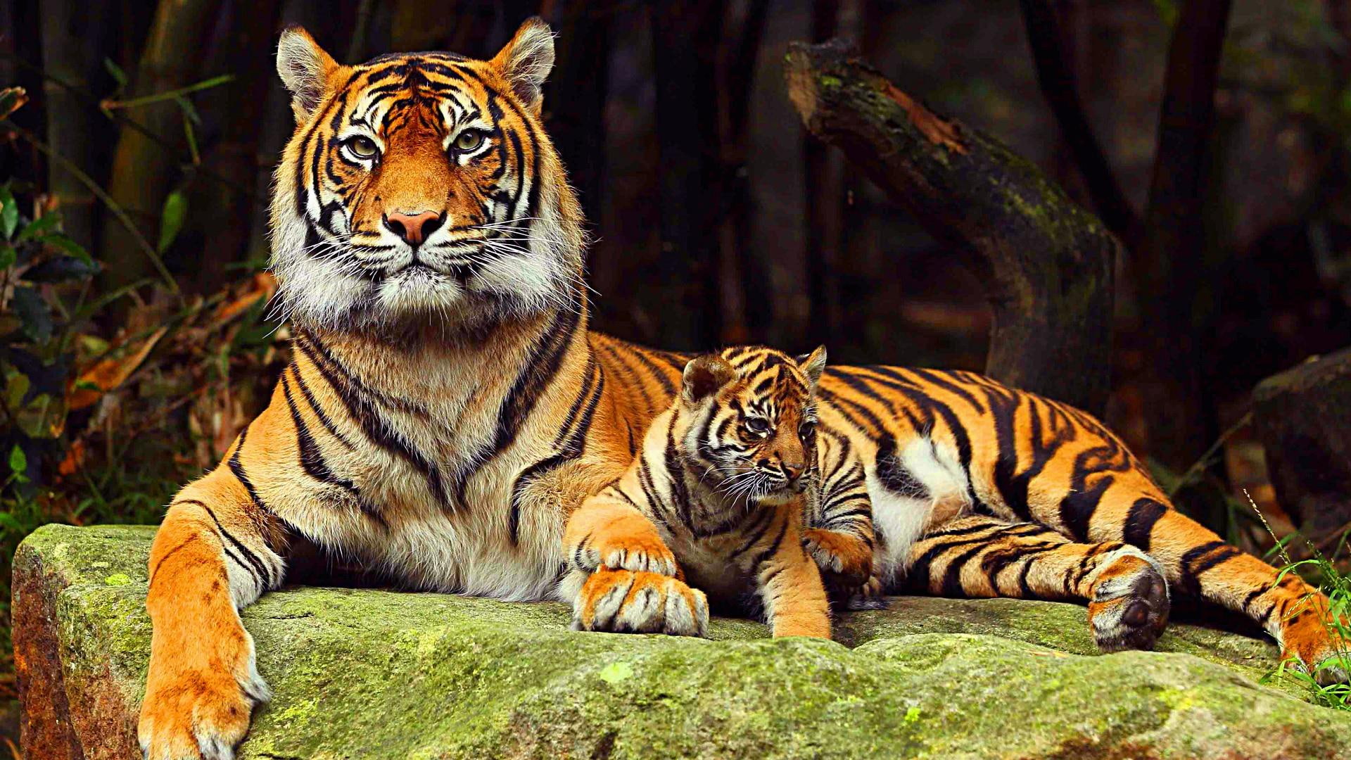 1080P, big cat, wildlife, family, tiger, HD Wallpaper