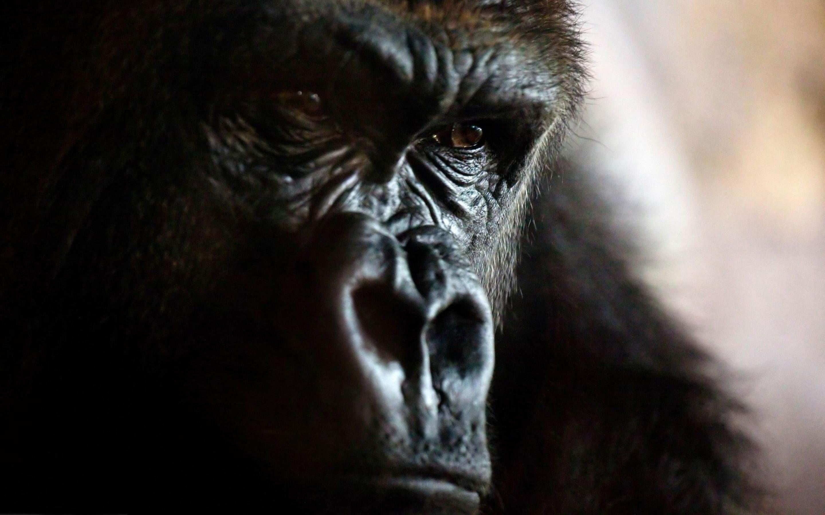 vertebrate, closeup, brown, ape, no people, animal wildlife, contemplation, face, emotion, portrait, animals in the wild, primate, close-up, animal body part, HD Wallpaper