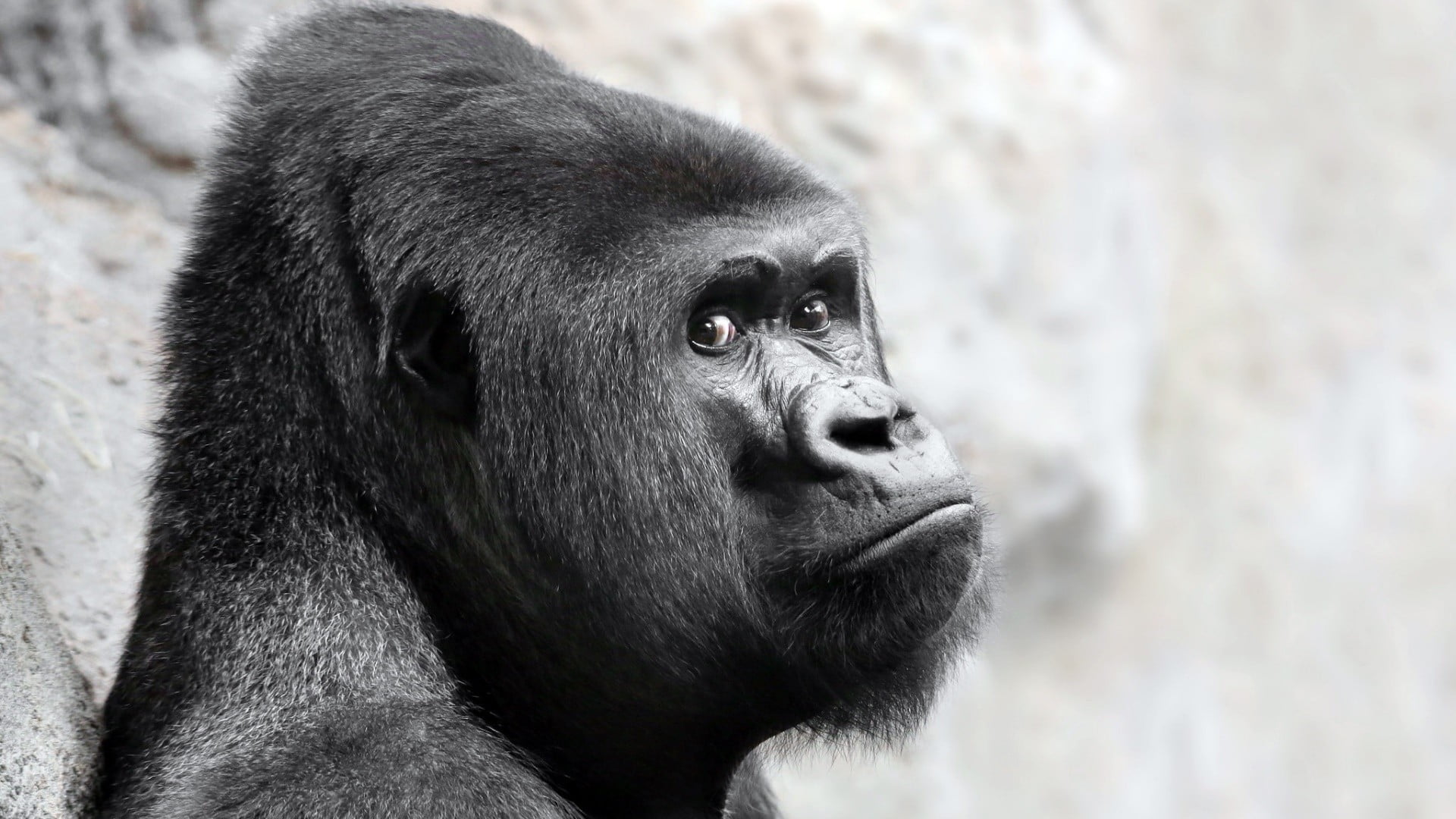 looking away, animals in the wild, one animal, primate, animals, animal, animal eye, contemplation, zoo, portrait, looking, 1080P, day, animal head, animal themes, HD Wallpaper
