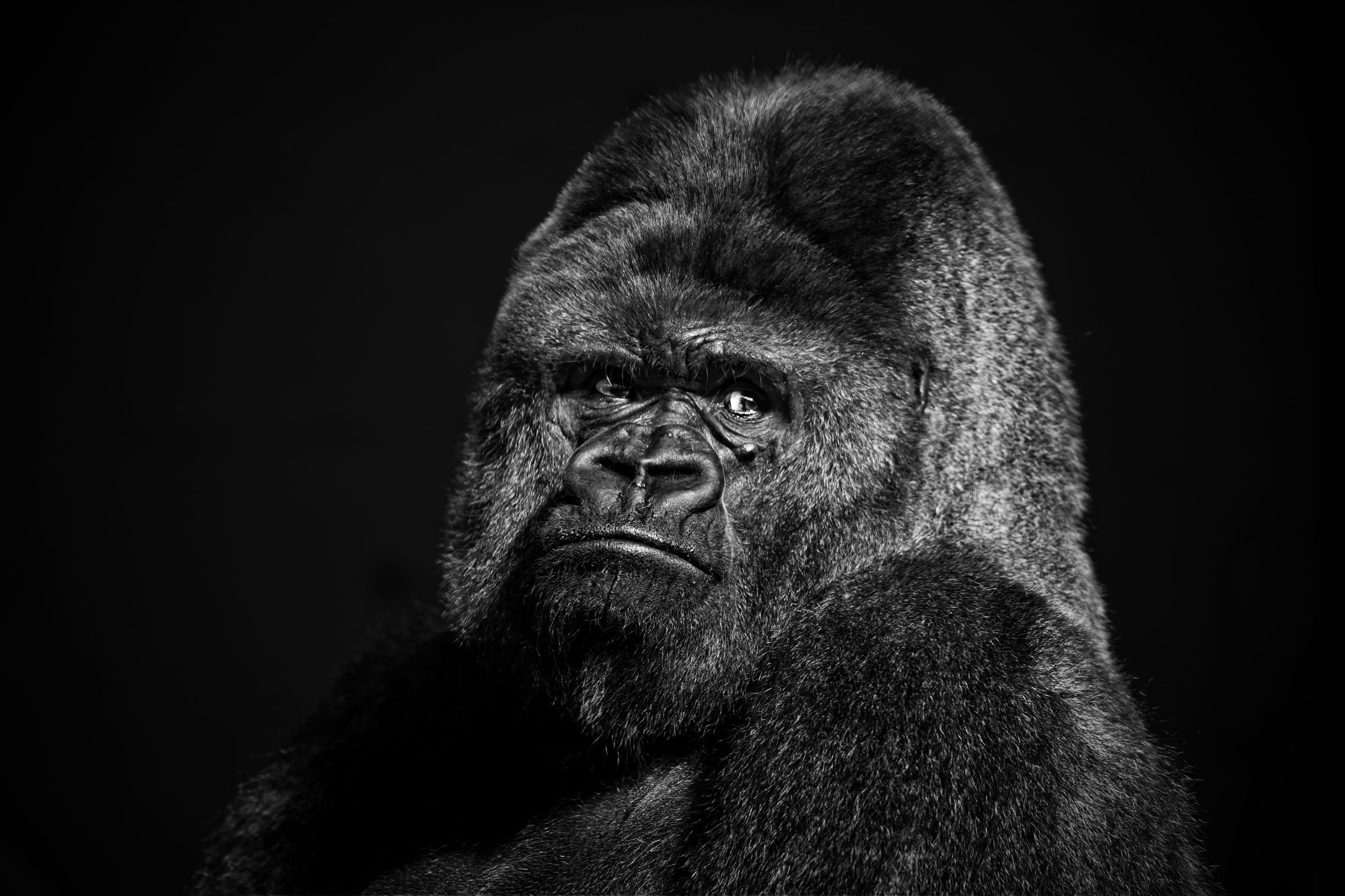 dark, close-up, animal, one animal, ape, animal wildlife, looking at camera, vertebrate, gorilla, face, looking, mammal, animal themes, animals in the wild, HD Wallpaper