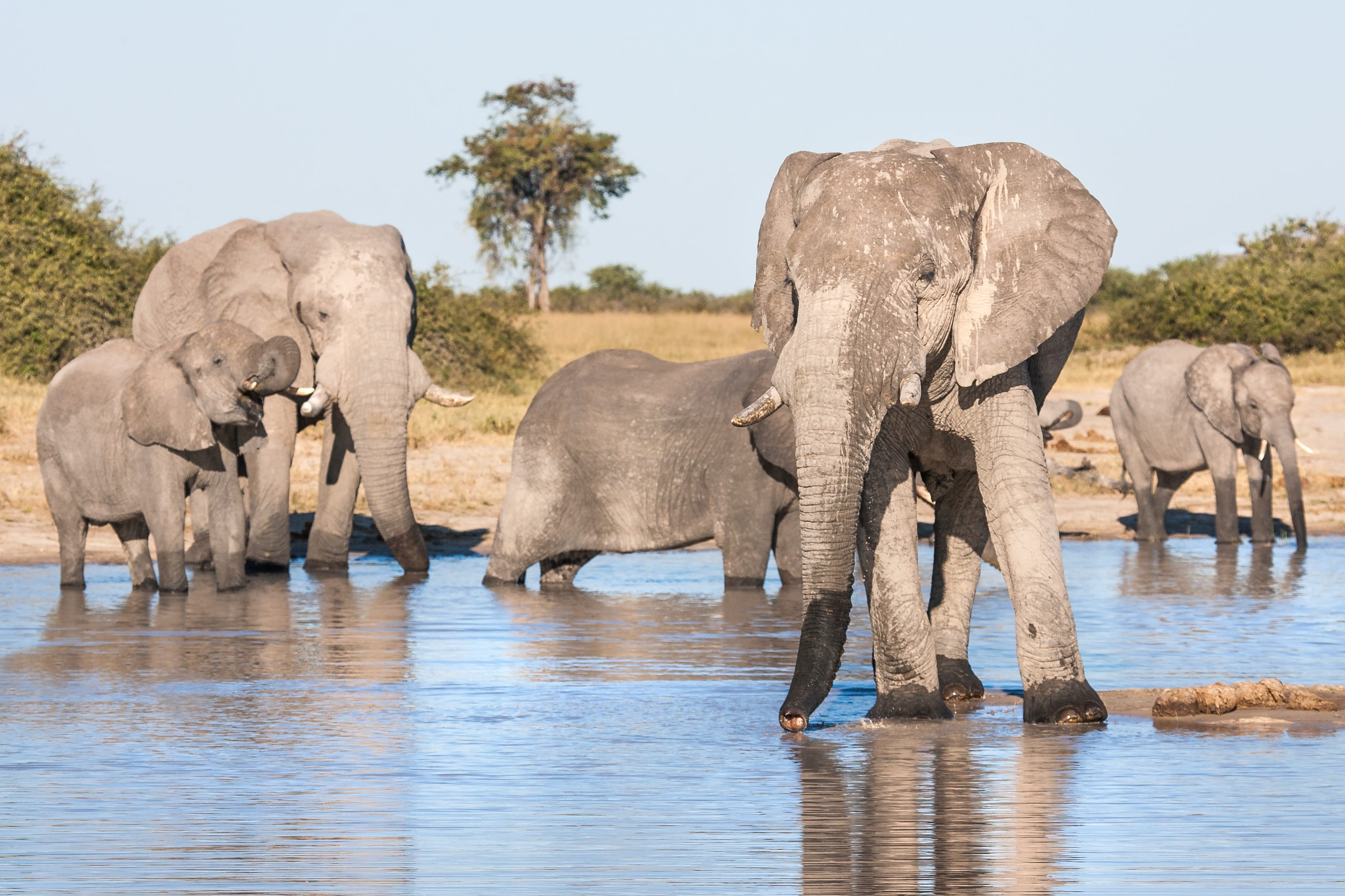 water, animal trunk, no people, african elephants drinking, 2K, eyes, group of animals, animals in the wild, mammal, animal themes, looking, waterhole, HD Wallpaper