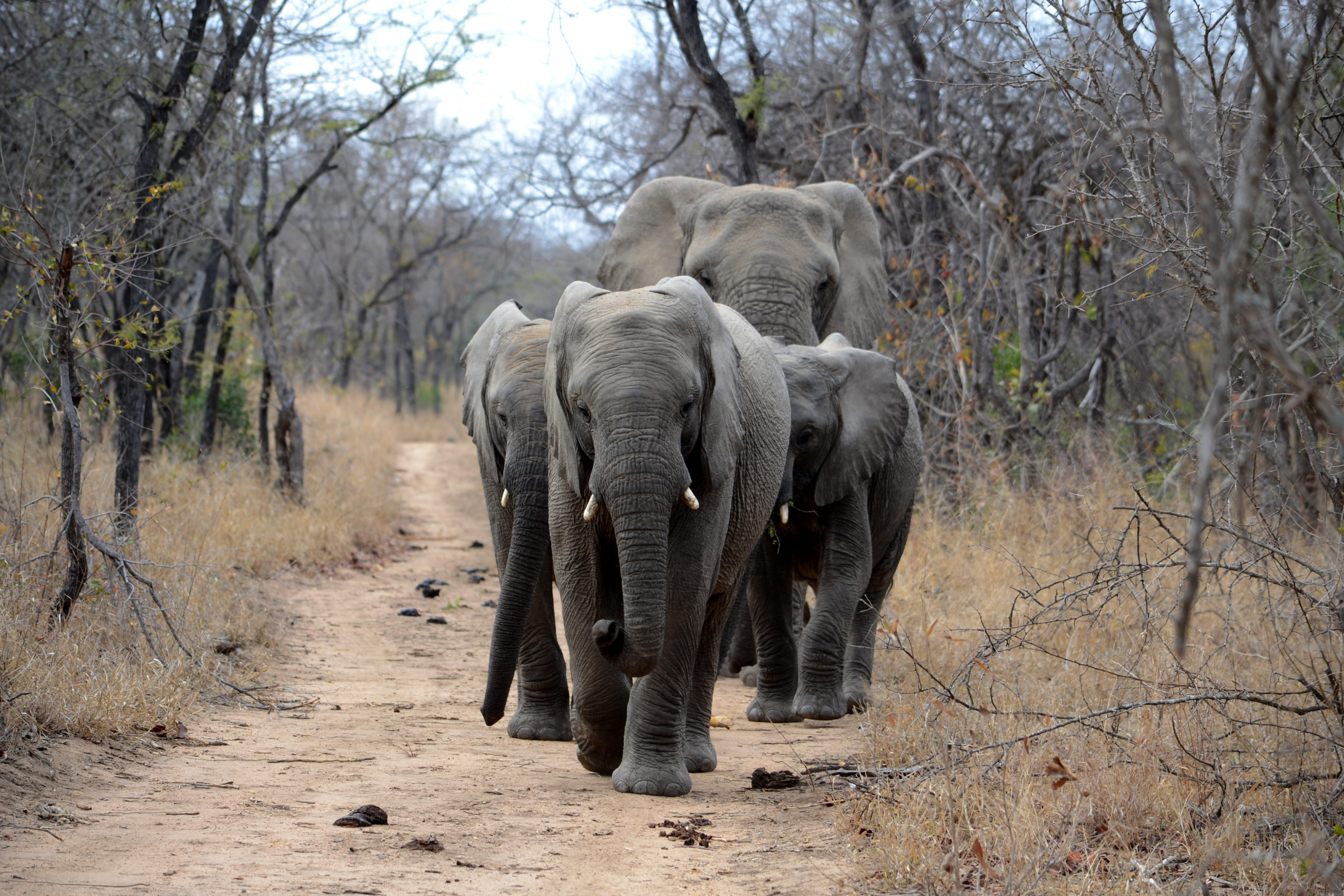 gray, elephant family, land, road, outdoors, safari, elephants, domestic animals, plant, animal wildlife, nature, no people, 4K, mammal, african elephant, HD Wallpaper