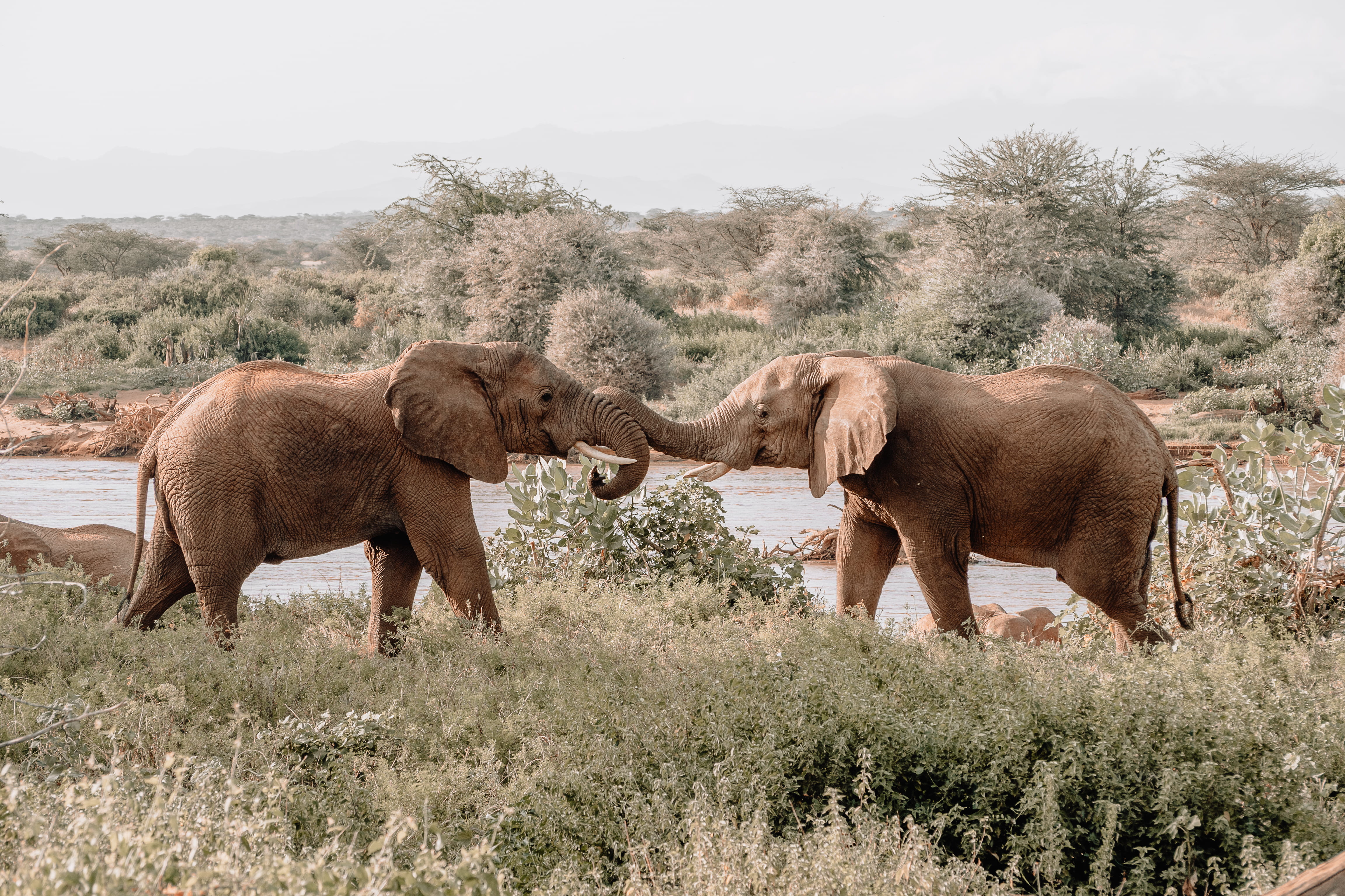 vegetation, daytime, group of animals, sky, animal trunk, mammal, day, tree, animal family, elephant, animals in the wild, elephants, animal themes, two animals, HD Wallpaper