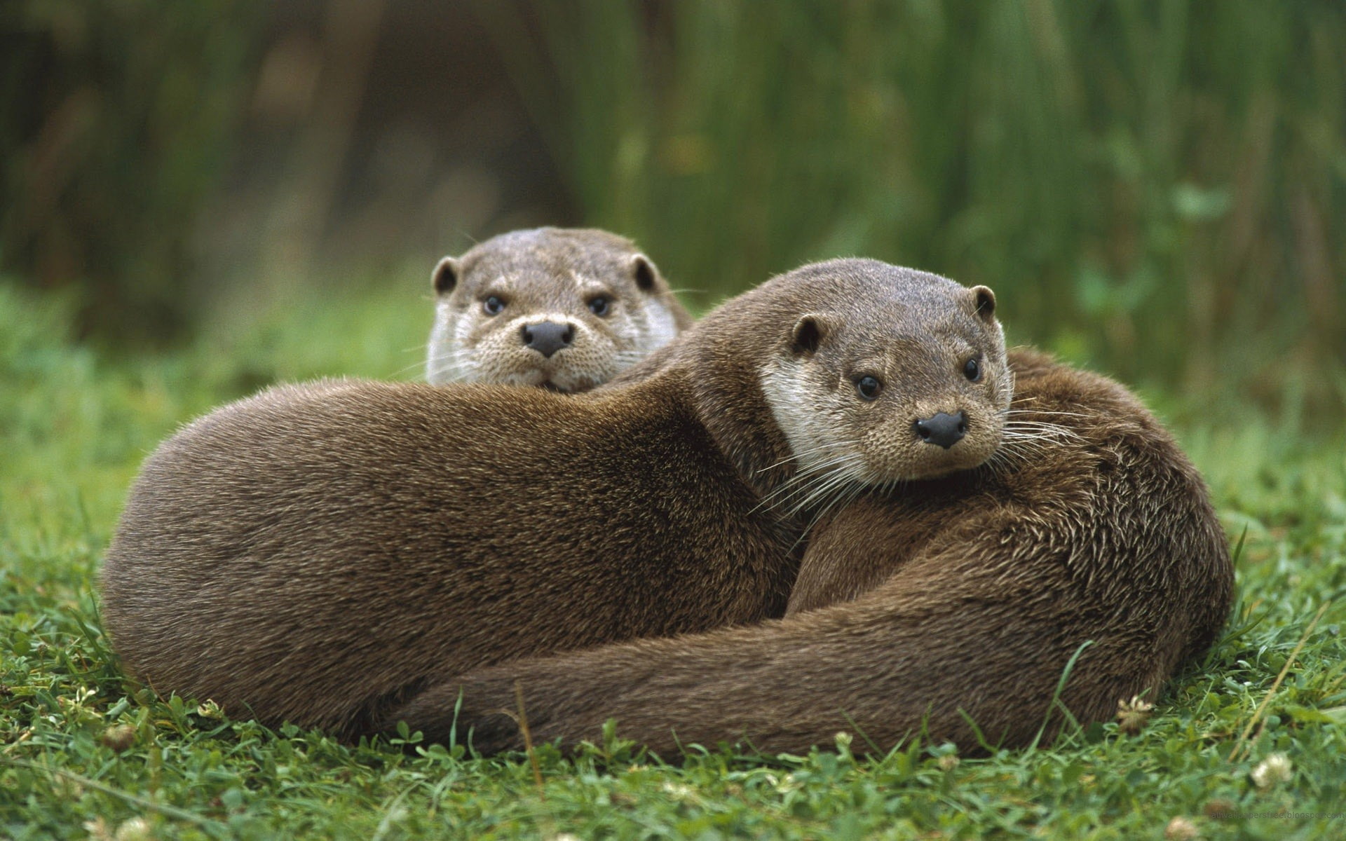 1080P, animals, otters, wildlife, mammals, HD Wallpaper