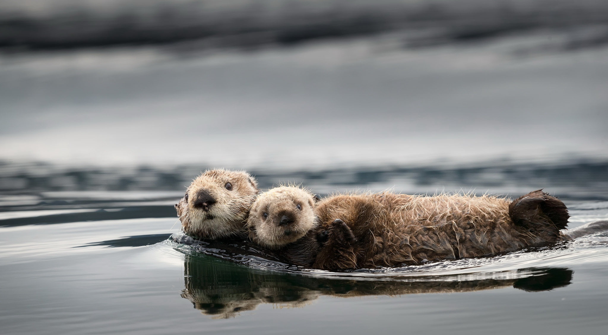 Baby Animal, Wildlife, Water, Animal, Otter, 1080P, HD Wallpaper