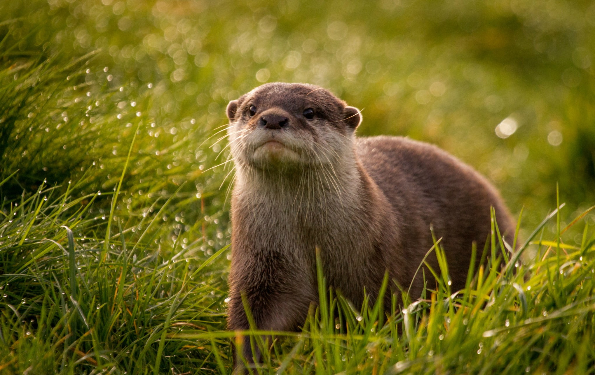 1080P, otters, HD Wallpaper