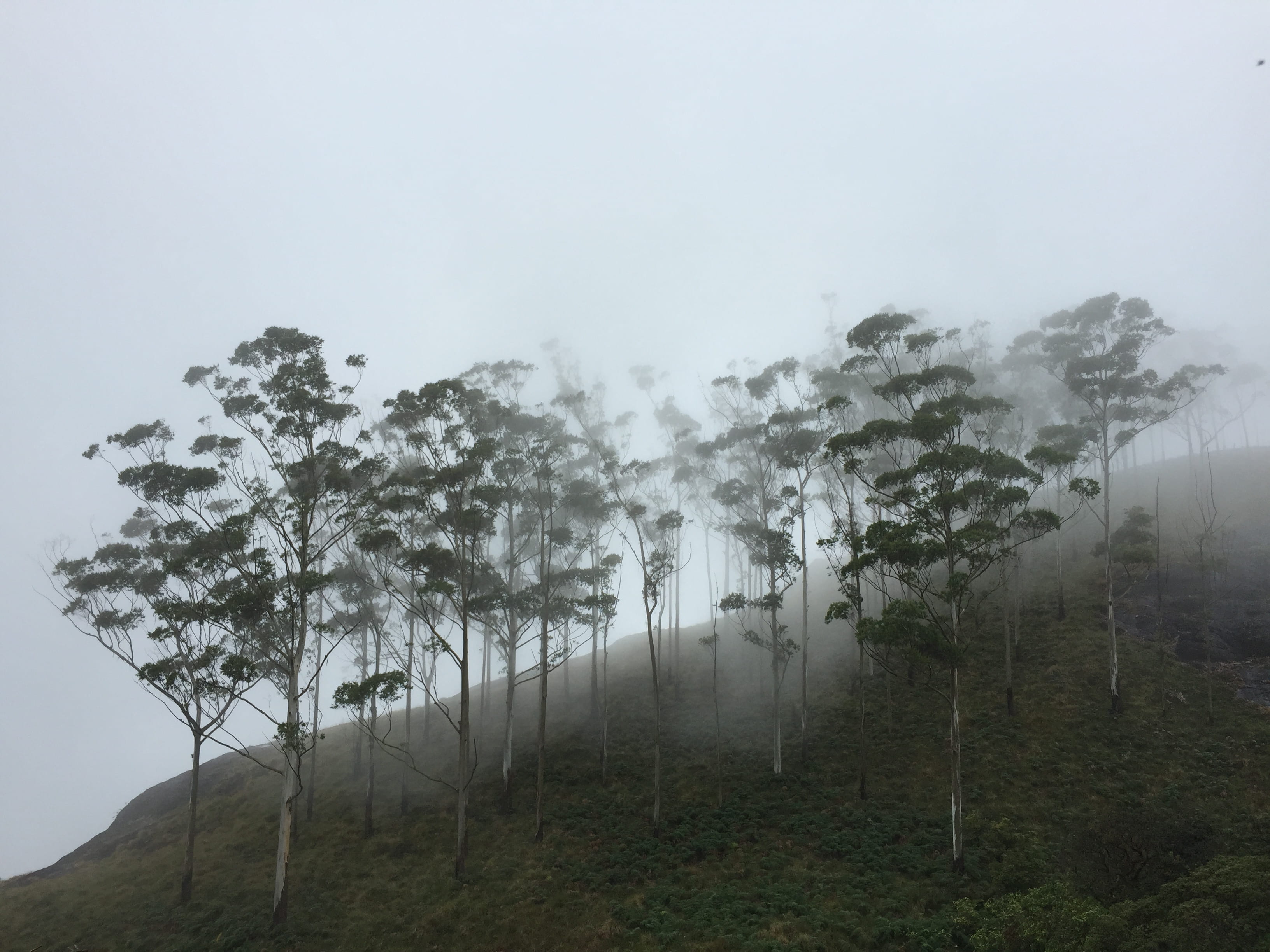 landscape, hills, scenics - nature, tranquility, land, growth, nature, environment, munnar, non-urban scene, tree, fog, india, hazy, tranquil scene, no people, HD Wallpaper