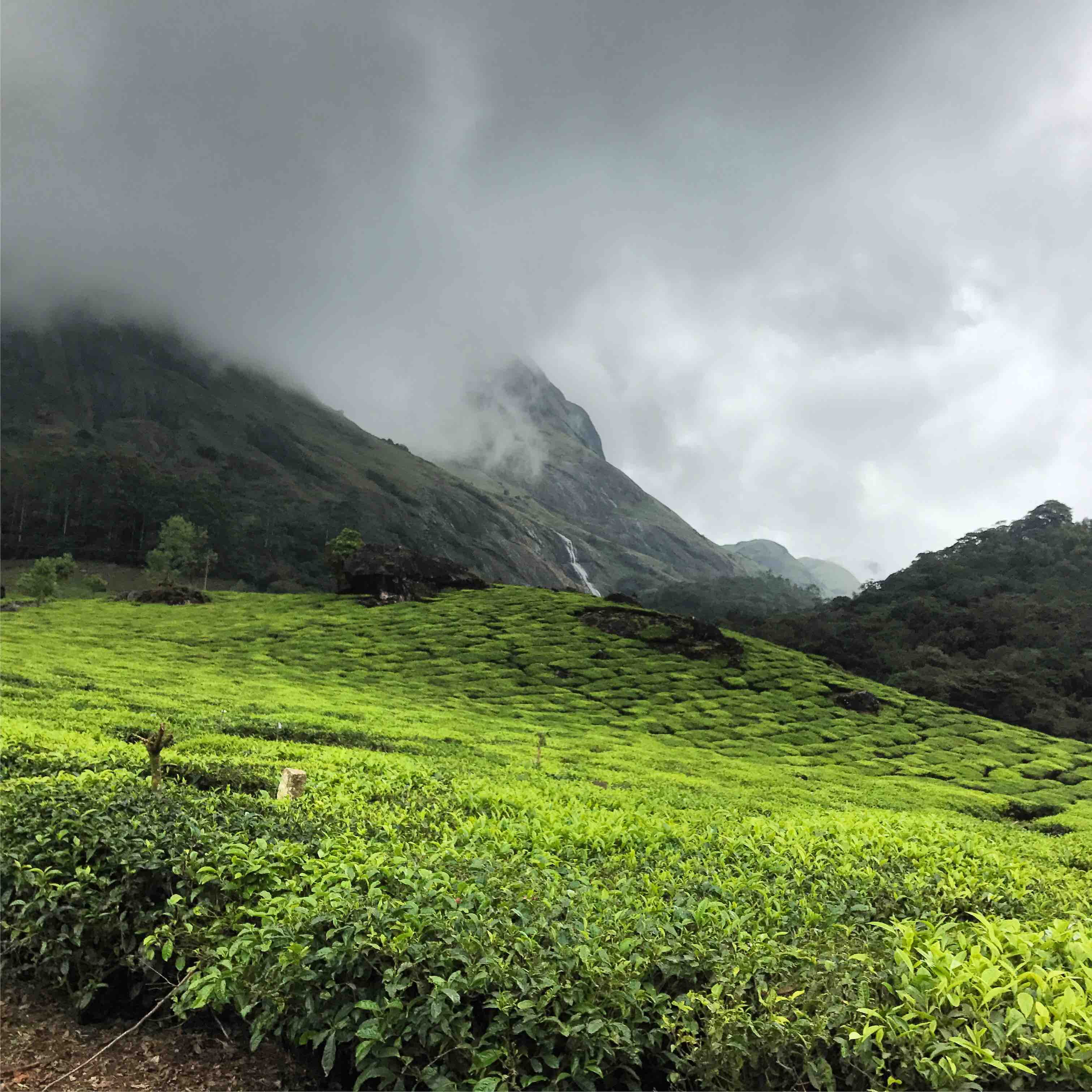 scenics - nature, outdoors, land, india, no people, munnar, cloud - sky, nature, plant, landscape, day, beauty in nature, environment, tranquility, growth, Phone HD Wallpaper