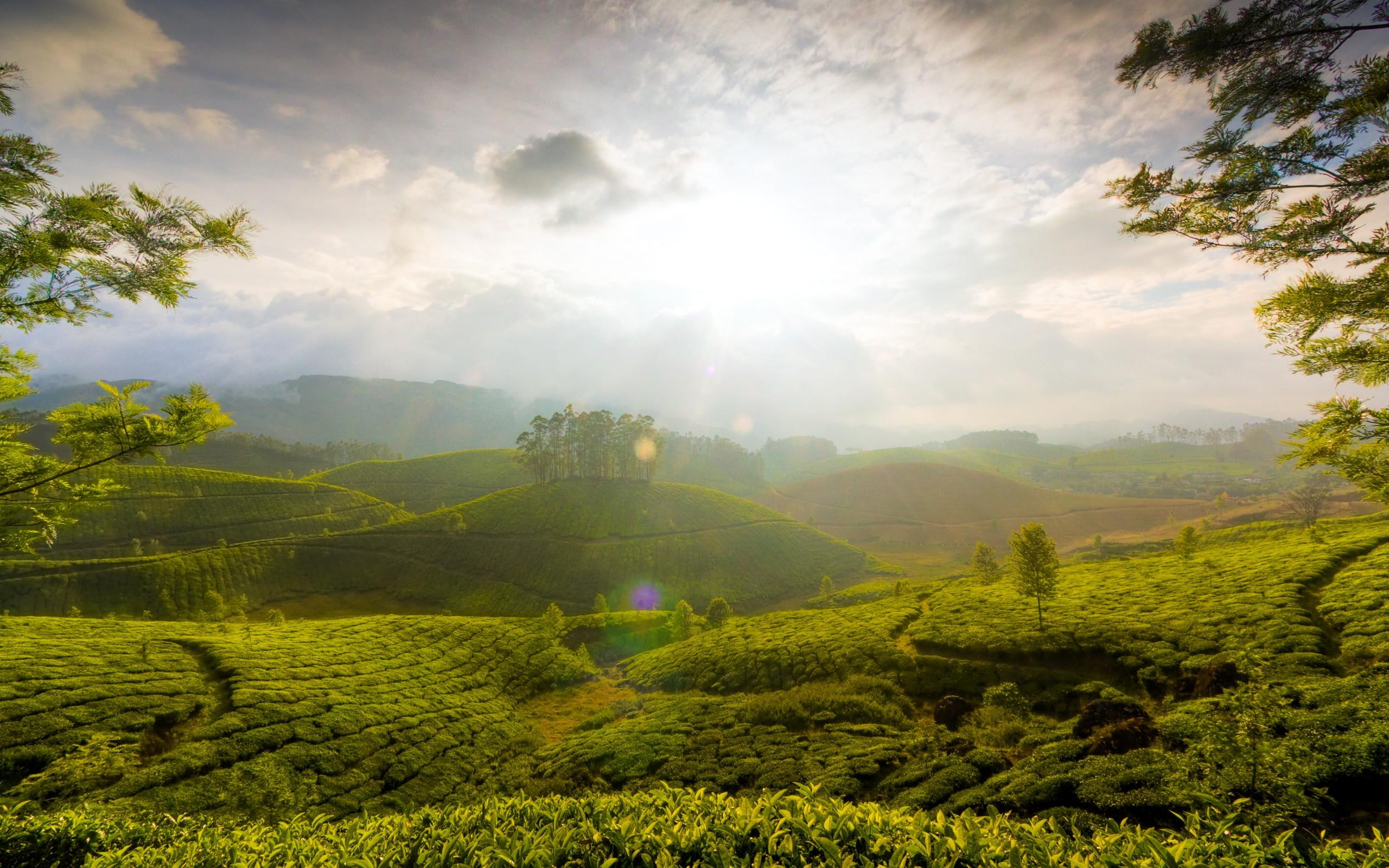 hill, hills, munnar, 2K, hd, india, nature, nature and landscapes, HD Wallpaper