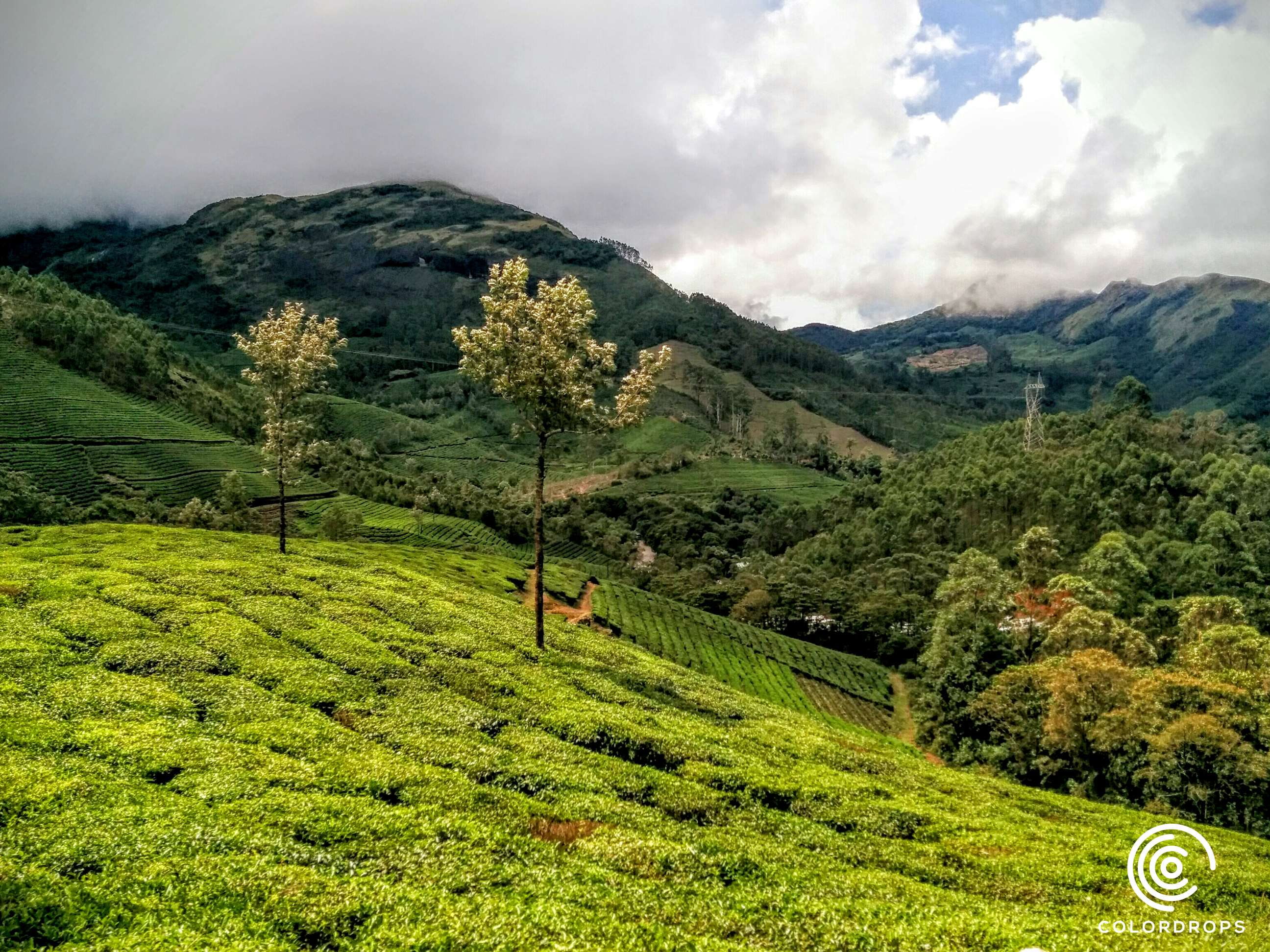 tree, sky, mountain range, plant, outdoors, estate, environment, nature, land, landscape, tranquility, 2K, growth, no people, green, tranquil scene, munnar, HD Wallpaper