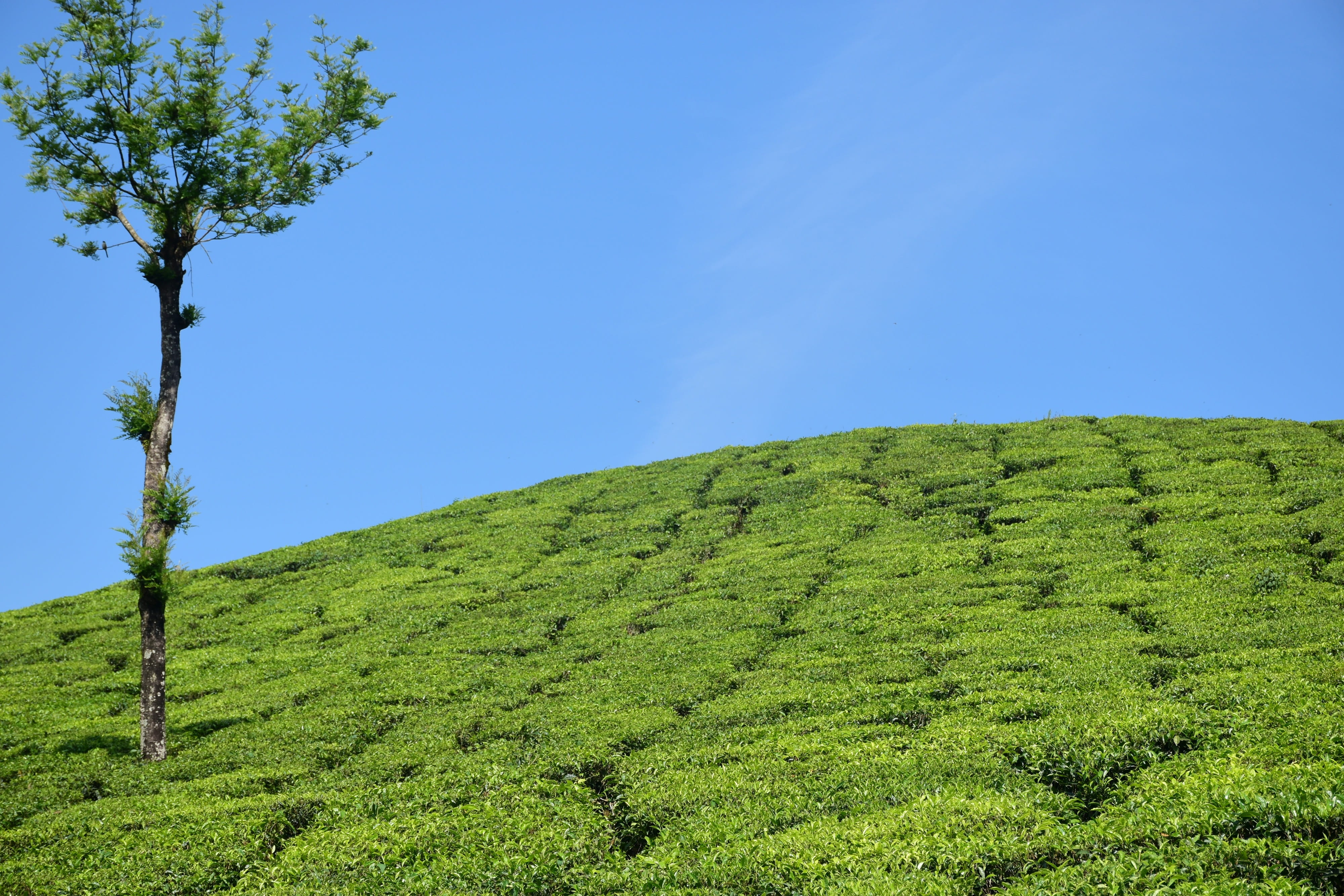 4K, india, summer, munnar, hill, non-Urban Scene, nature, Tea Plantation, sky, green Color, scenics, outdoors, plant, land, blue, growth, landscape, Tea Estate, HD Wallpaper