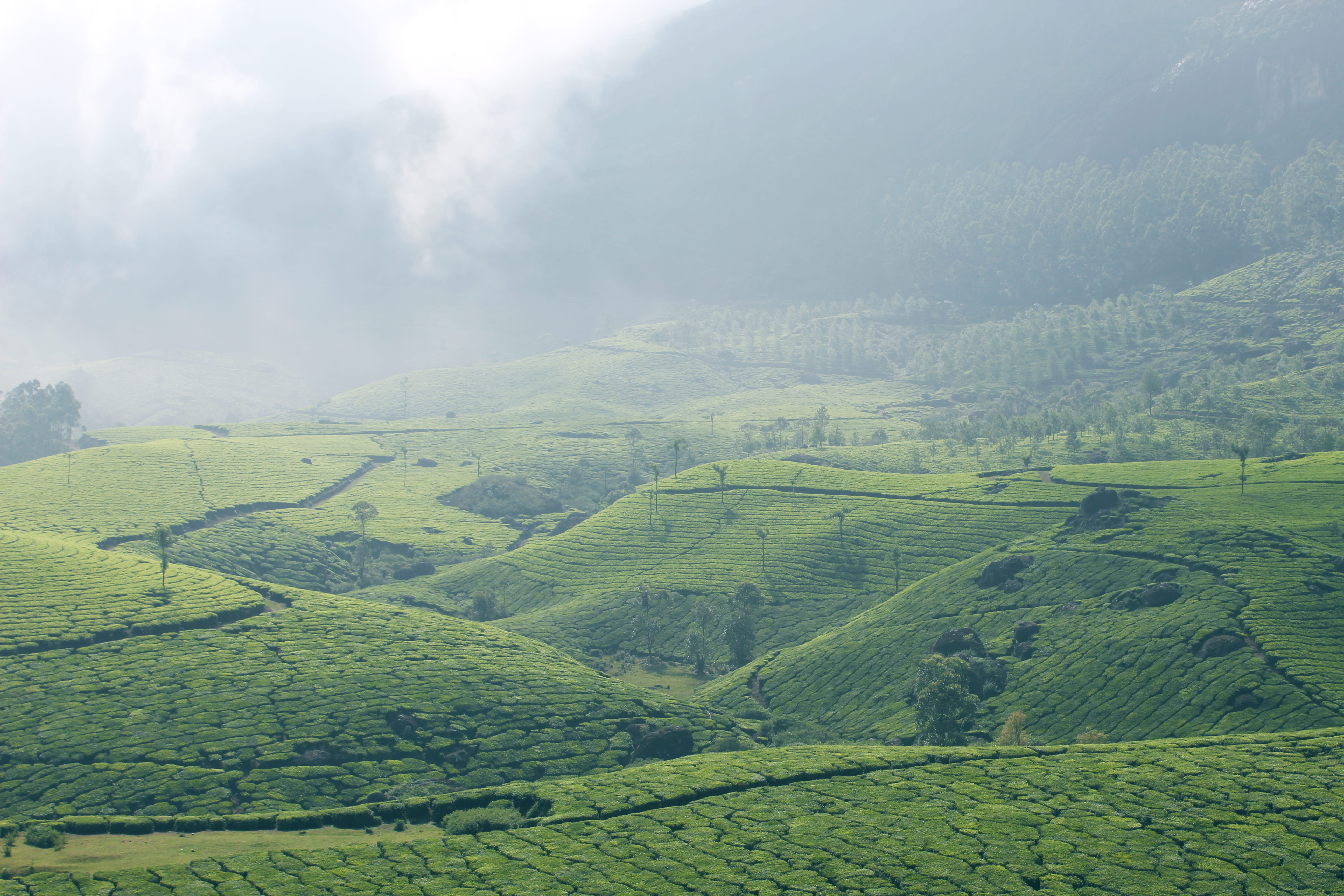 day, nature, tranquility, growth, tea, environment, agriculture, scenics - nature, earth and nature, plantation, 5K, no people, green color, nature and peace, HD Wallpaper
