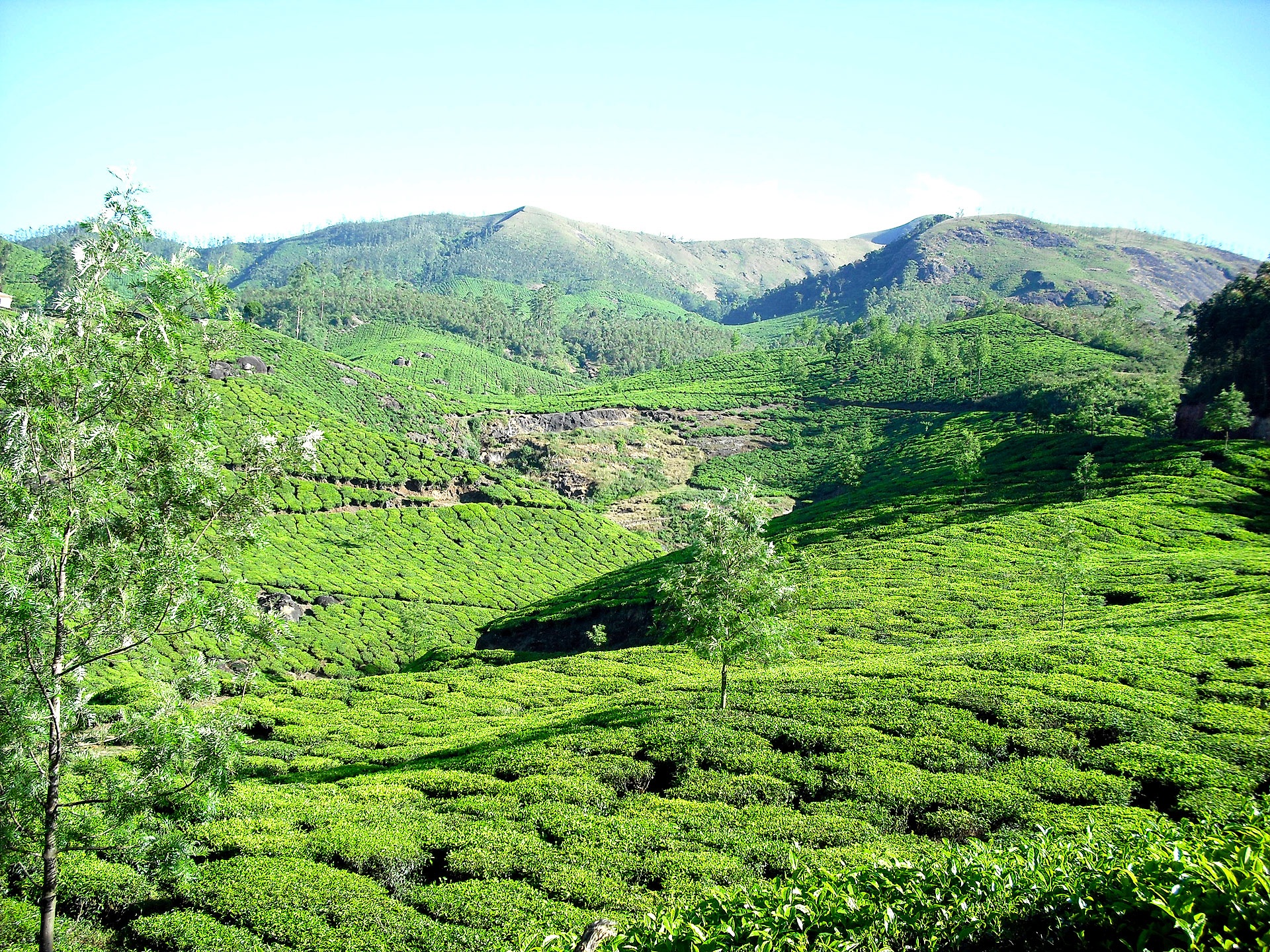 sky, non-urban scene, environment, tranquility, landscape, foliage, day, india, plantation, tea garden, lush foliage, garden, tranquil scene, mountain, HD Wallpaper