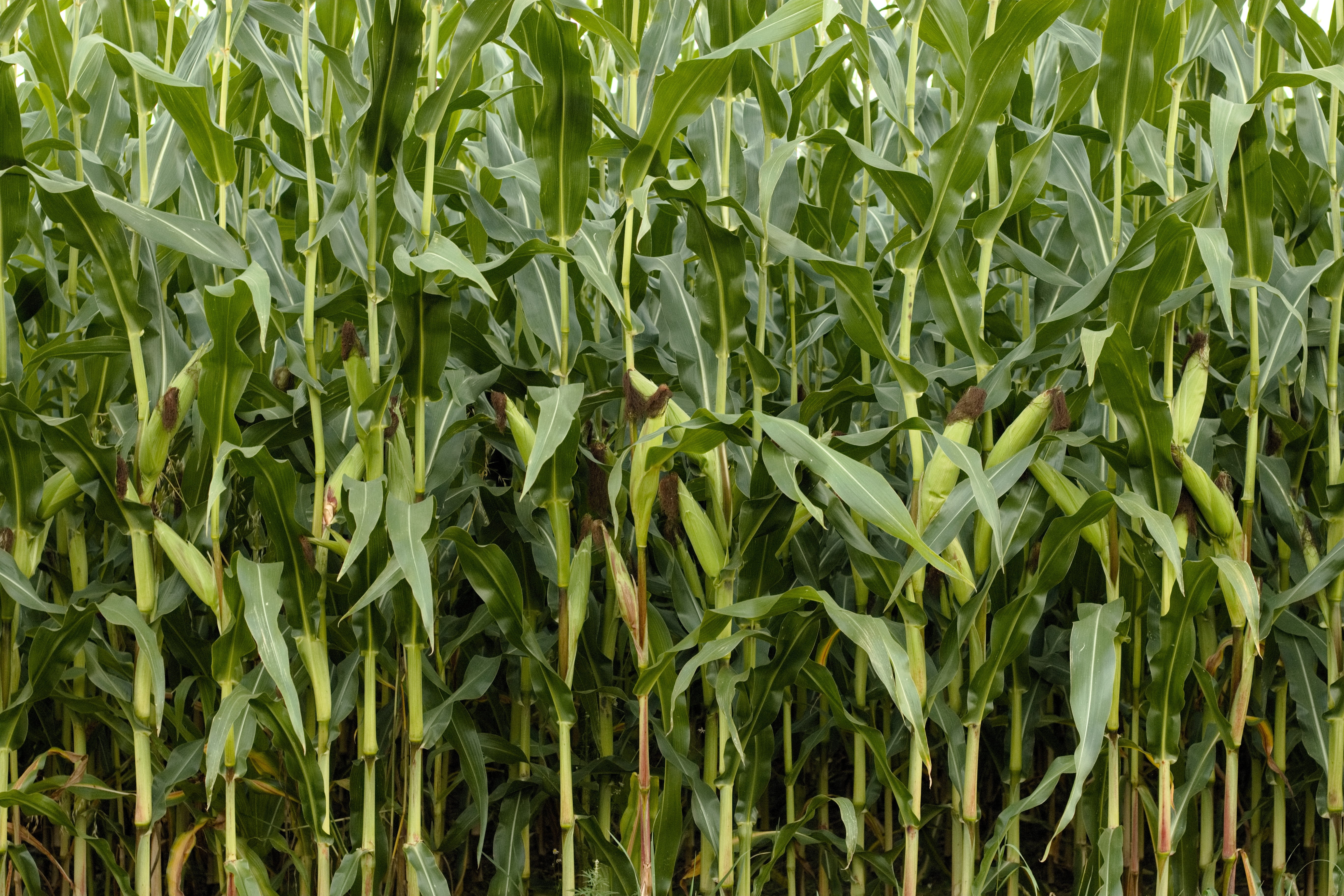 summer, background, Cornfield, corn - Crop, grain, backgrounds, day, corn on the cob, Corn, land, crop, agriculture, Nature, beauty in nature, 5K, farm, HD Wallpaper
