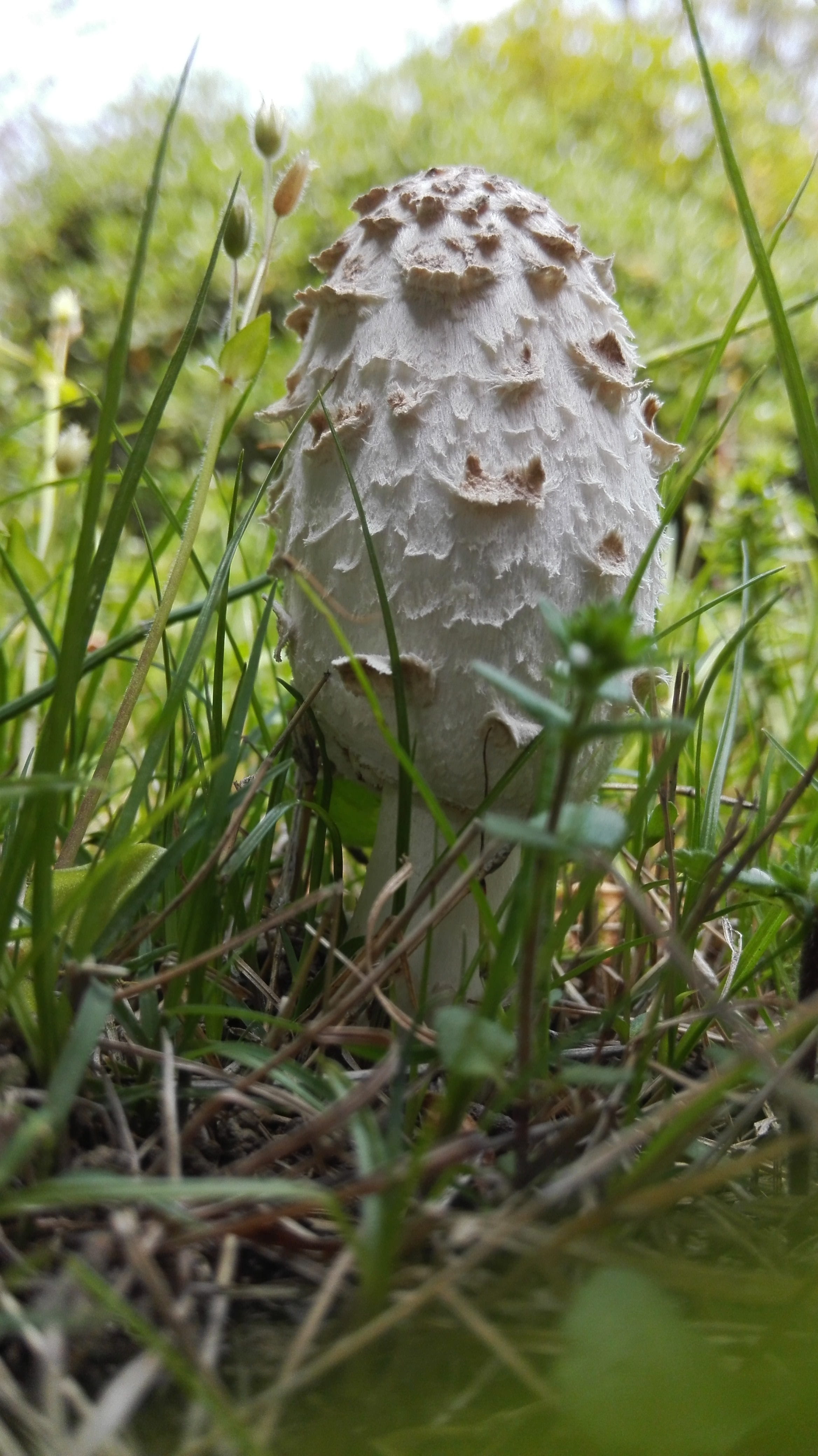 no people, Tall, forest, Mushroom, 4K, plant, surface level, Lingzhi, field, tree, selective focus, outdoors, day, vegetable, nature, fungus, wild lingzhi, Phone HD Wallpaper