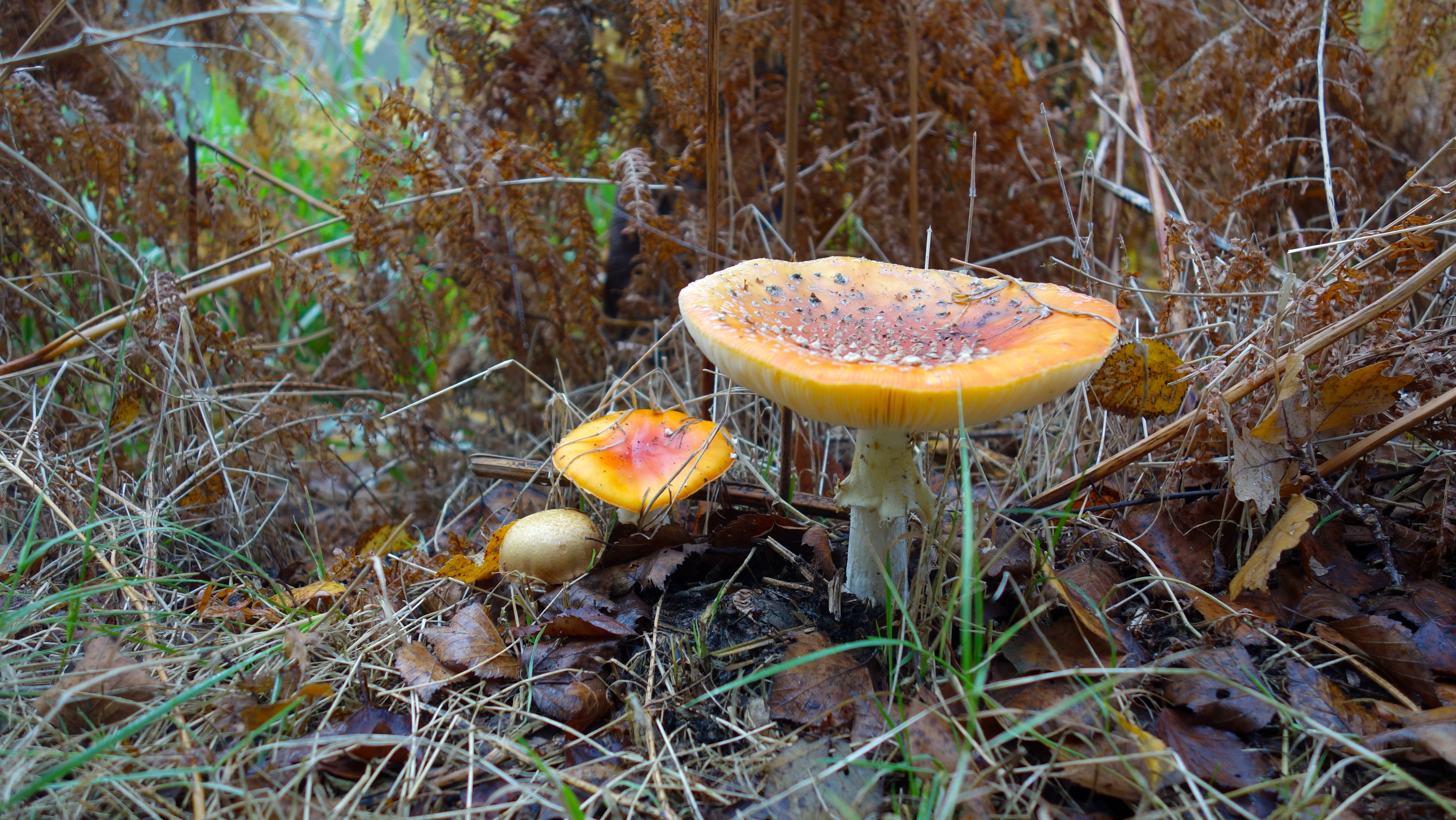 food and drink, season, nature, red, leaf, vegetable, backgrounds, autumn, mycology, growth, cap, yellow, land, spore, tree, brown, orange Agaric, stem, HD Wallpaper