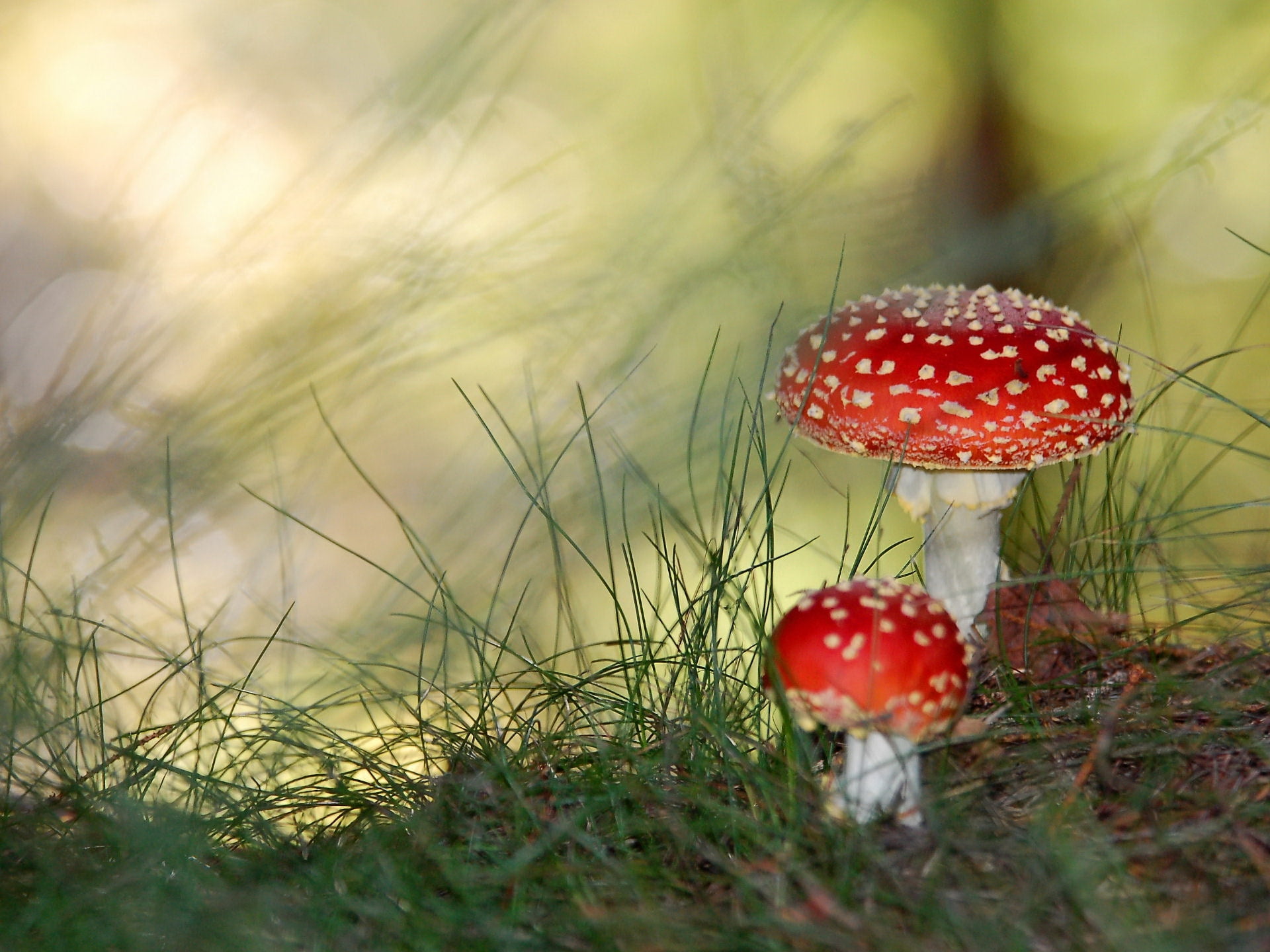 two, green Color, plant, grass, nature, cap, season, temptation, outdoors, spotted, field, growth, mushroom, selective focus, land, close-up, fly agarics, HD Wallpaper